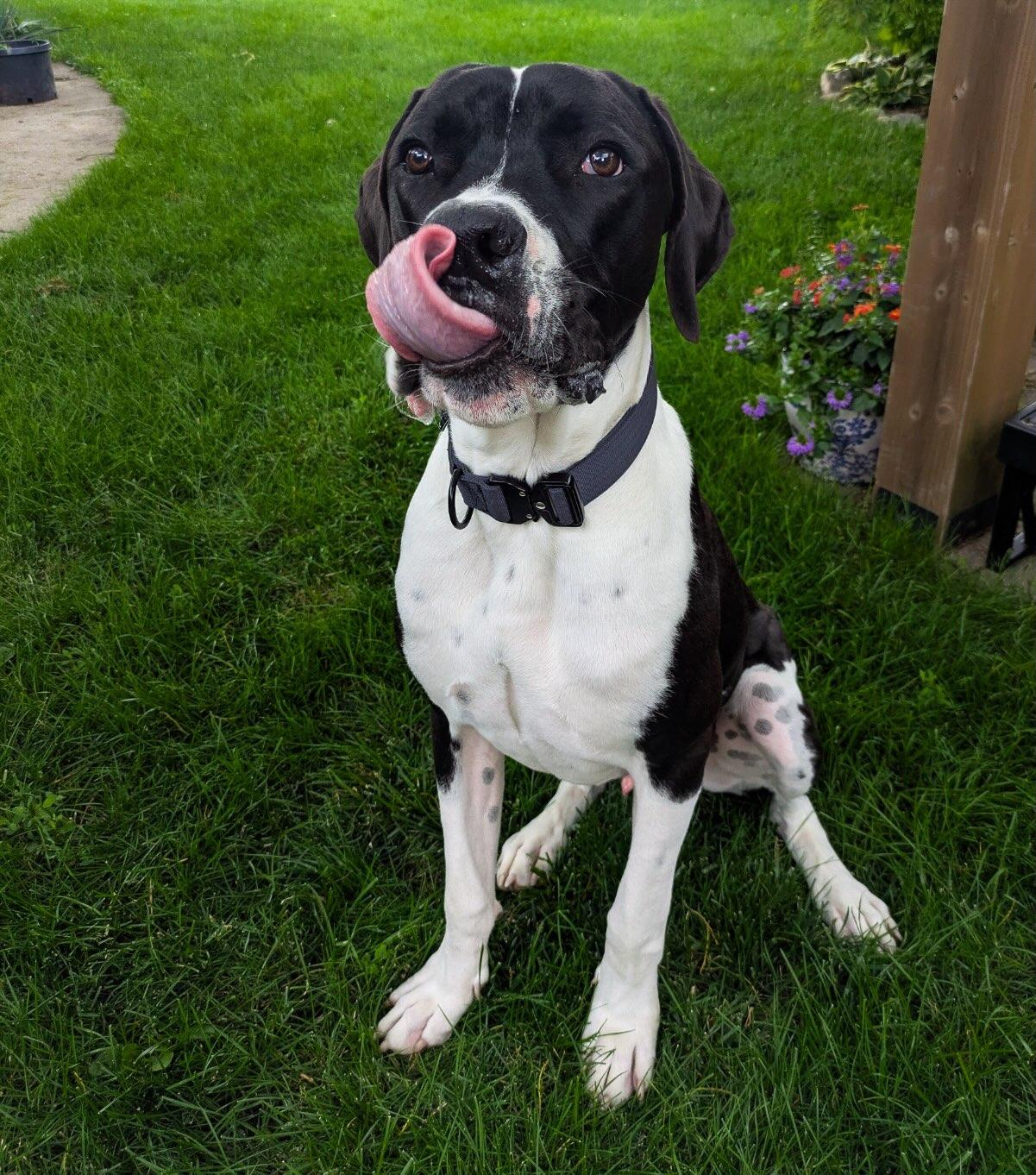 Murphy, adopted, Adult Male Great Dane.