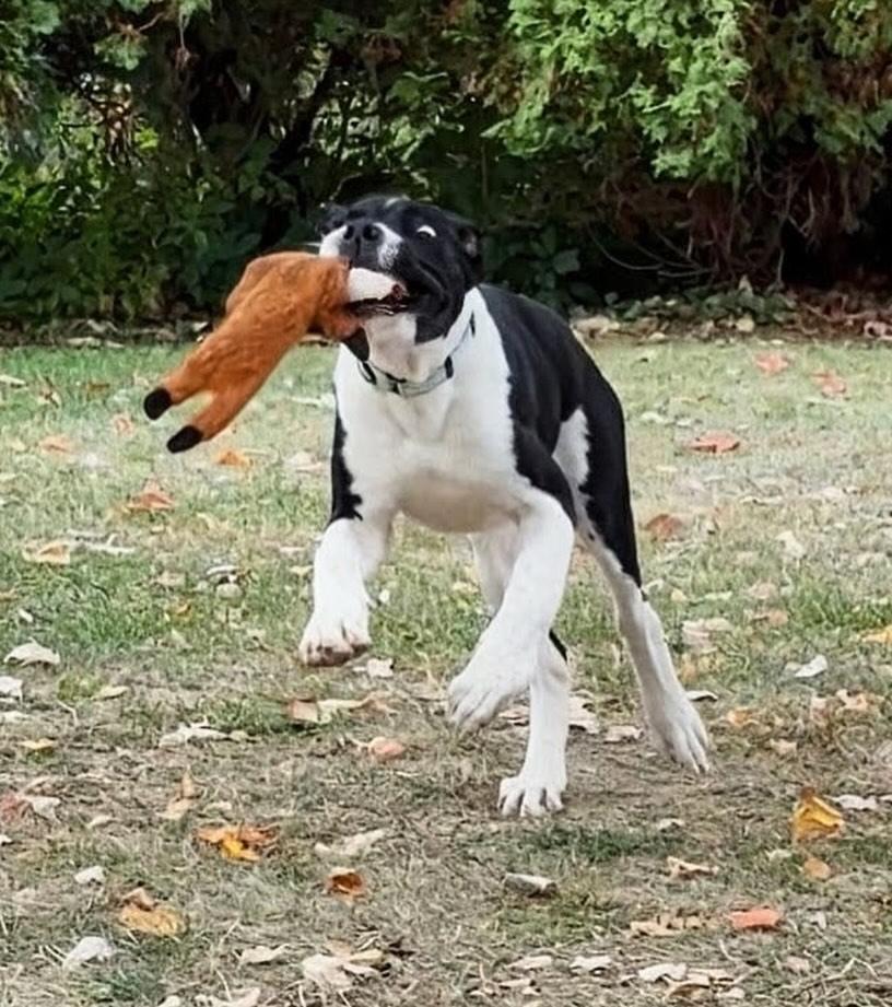 Enlarge Murphy, an adopted Great Dane in Detroit, MI image 2/5