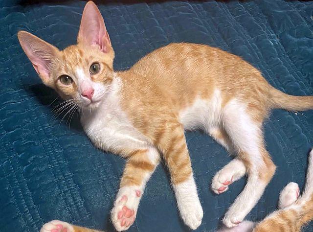 Enlarge STOMPERS, a ADOPTABLE Domestic Short Hair in Powder Springs, GA image 1/2