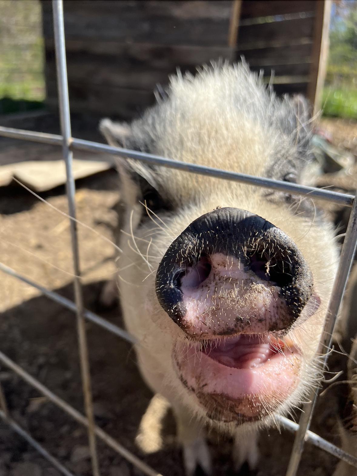 Rosie | Bonded Pair, a Adoptable Pig in Clyde, NC image 4/4