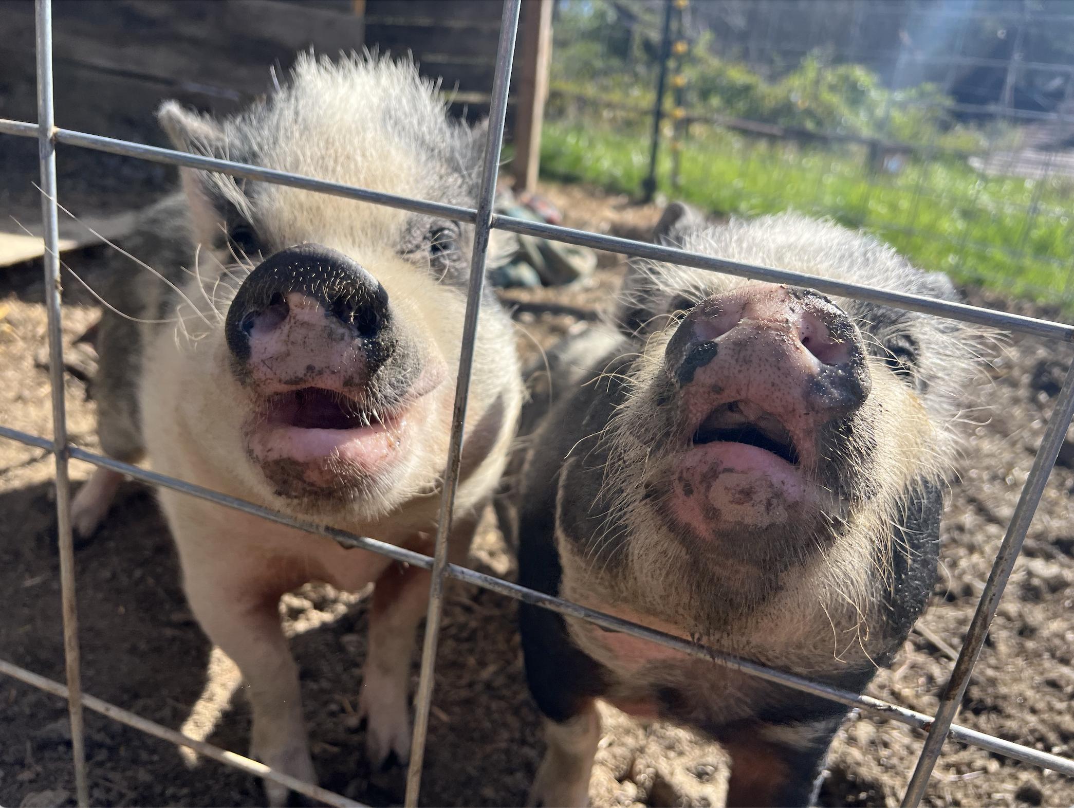 Rosie | Bonded Pair, a Adoptable Pig in Clyde, NC image 3/4