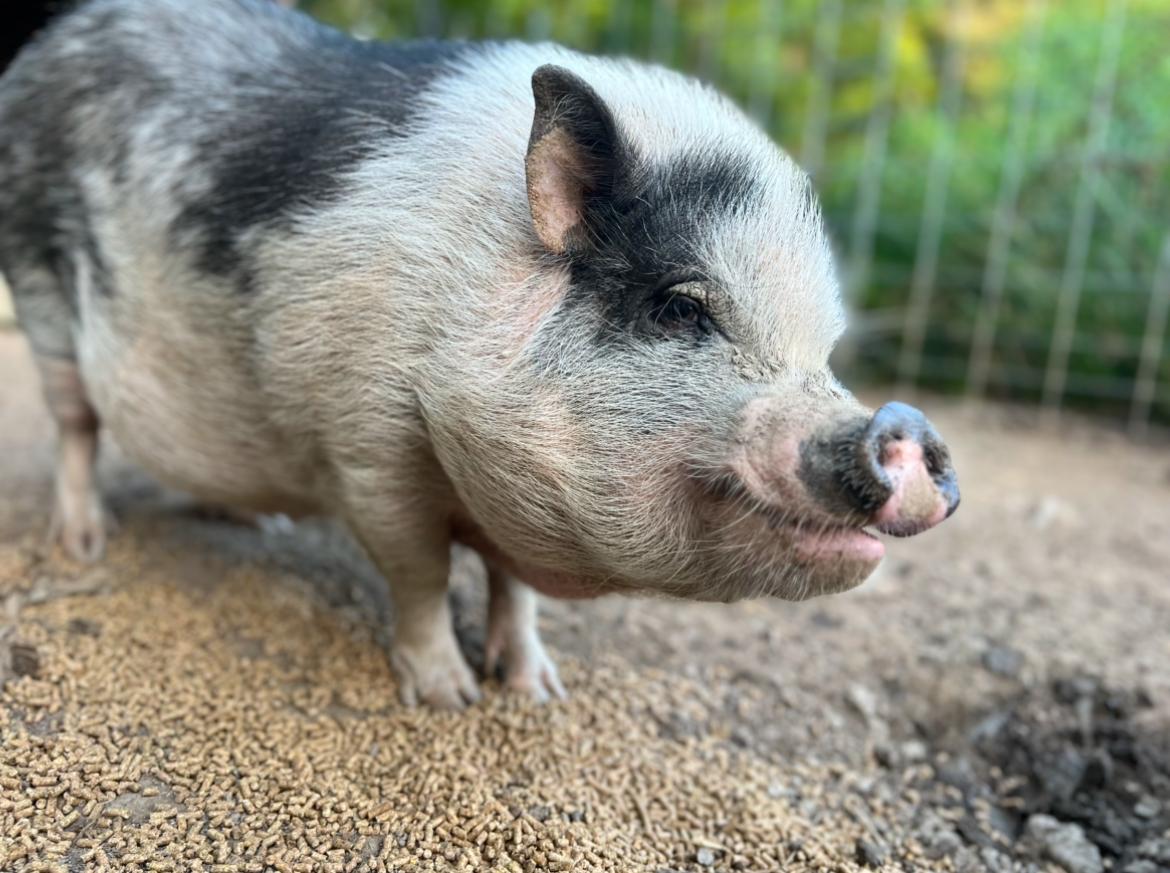 Rosie | Bonded Pair, a Adoptable Pig in Clyde, NC image 2/4