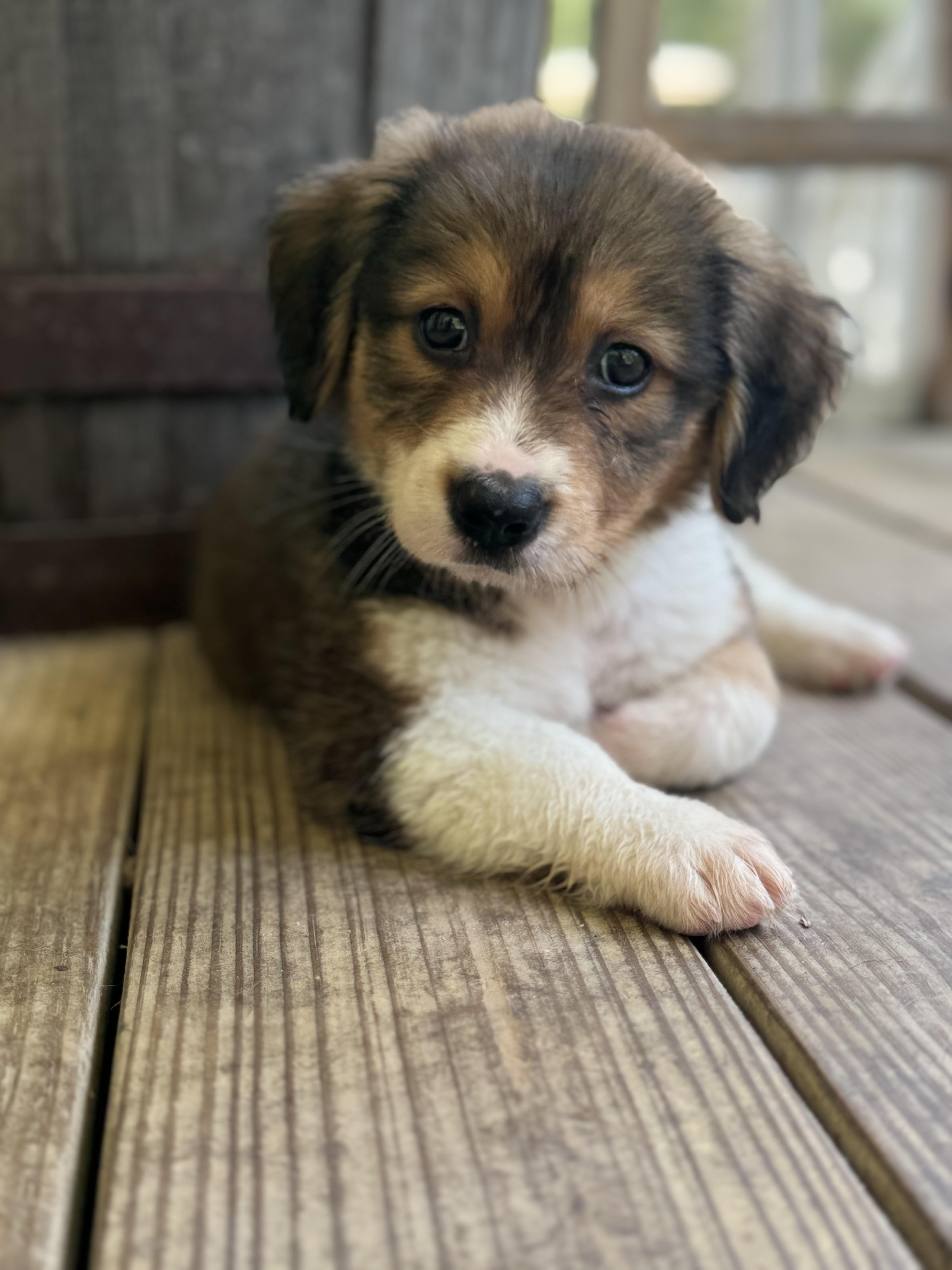Liberty, adopted, Puppy Female Basset Hound.