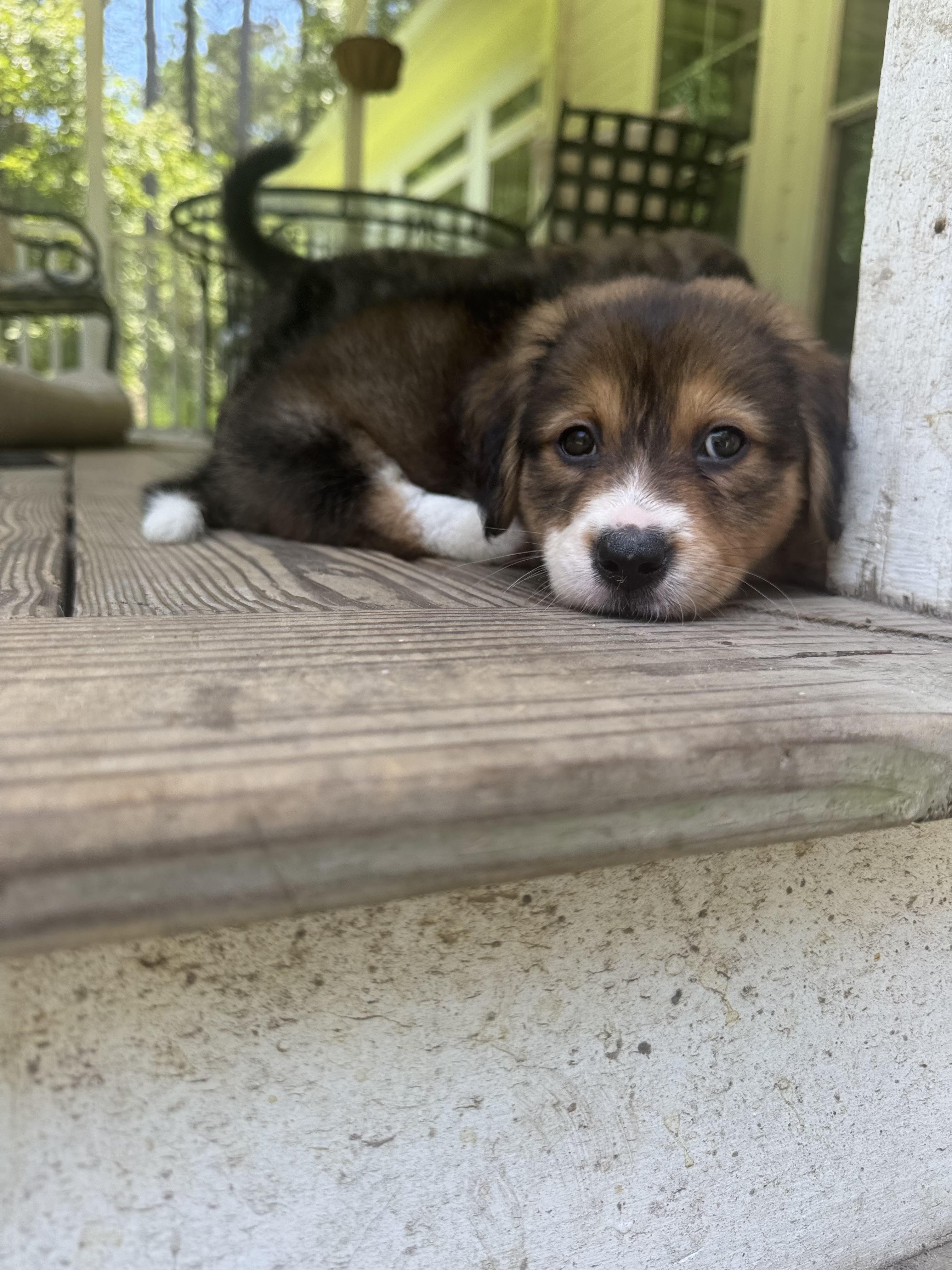 Liberty, an adopted mixed breed in Wando, SC image 2/6