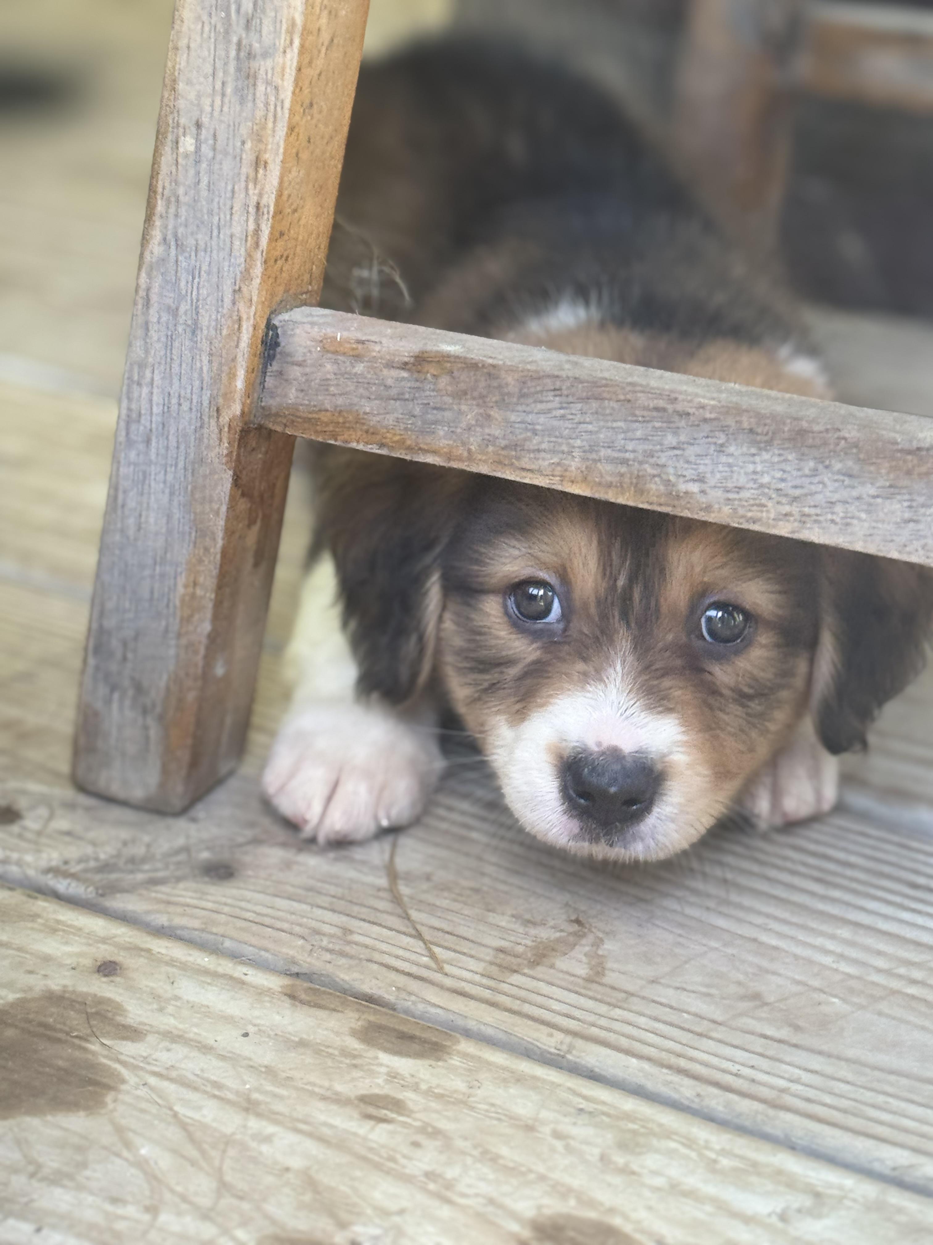 Liberty, an adopted mixed breed in Wando, SC image 3/6