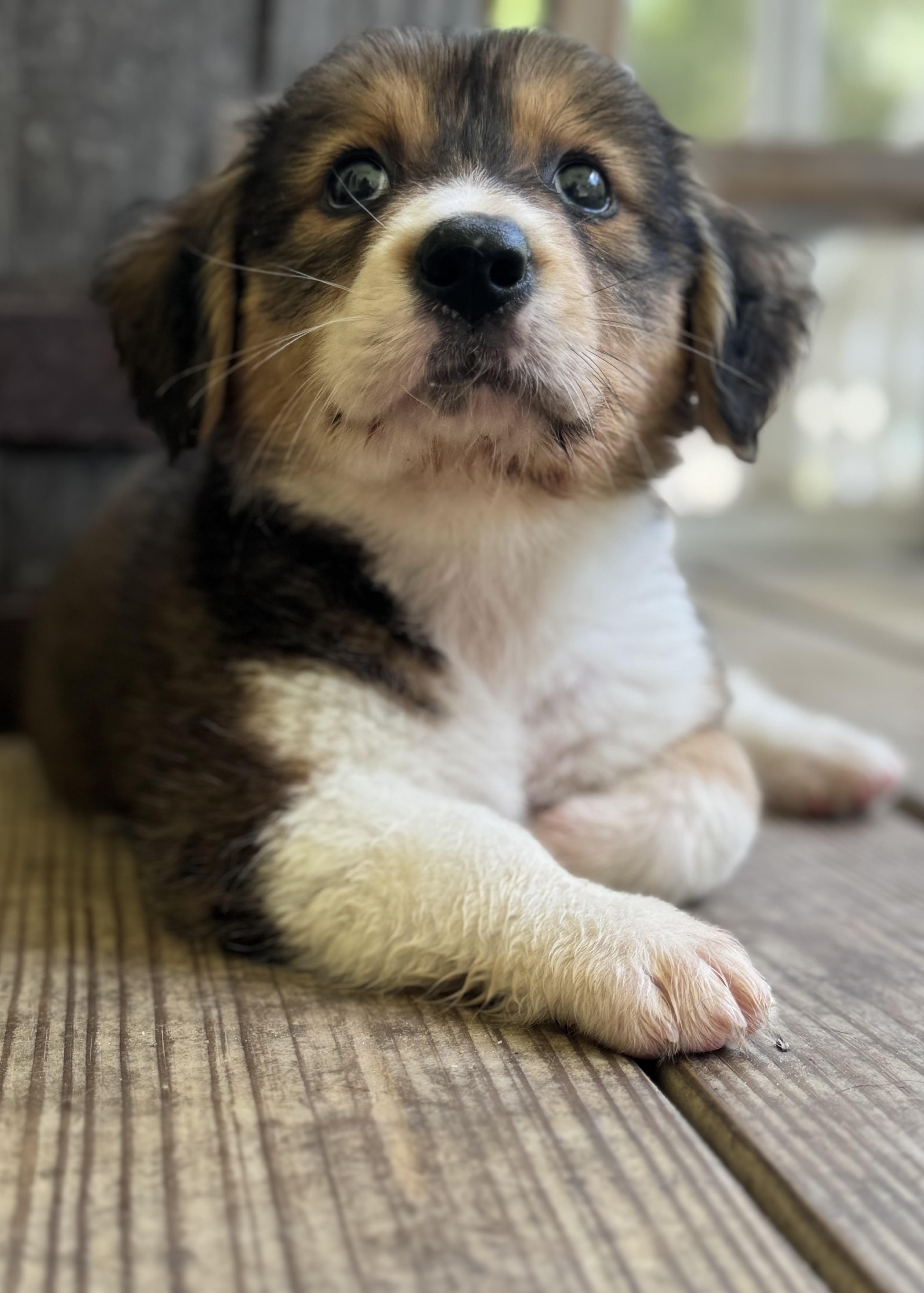 Liberty, an adopted mixed breed in Wando, SC image 4/6