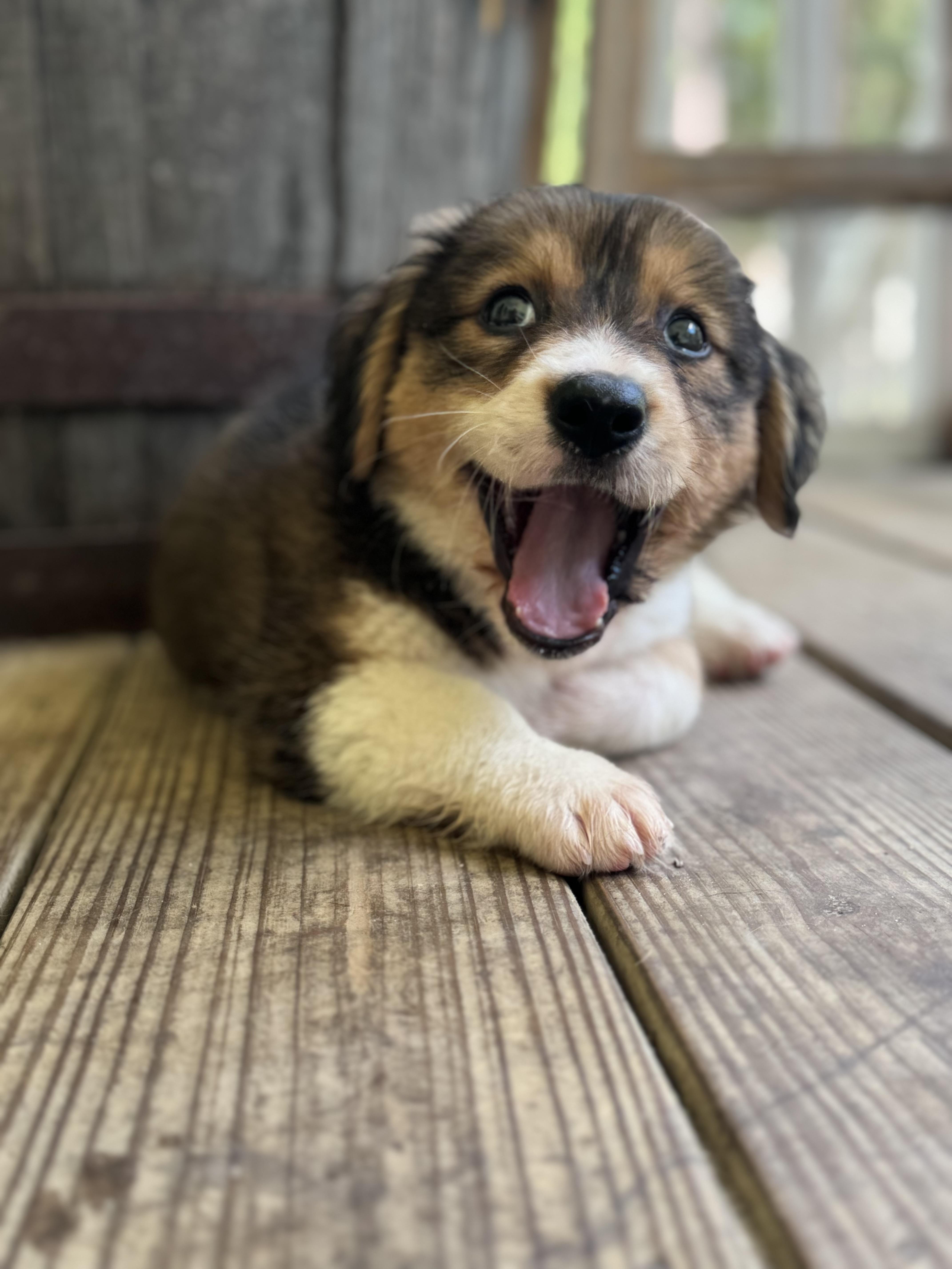 Liberty, an adopted mixed breed in Wando, SC image 5/6