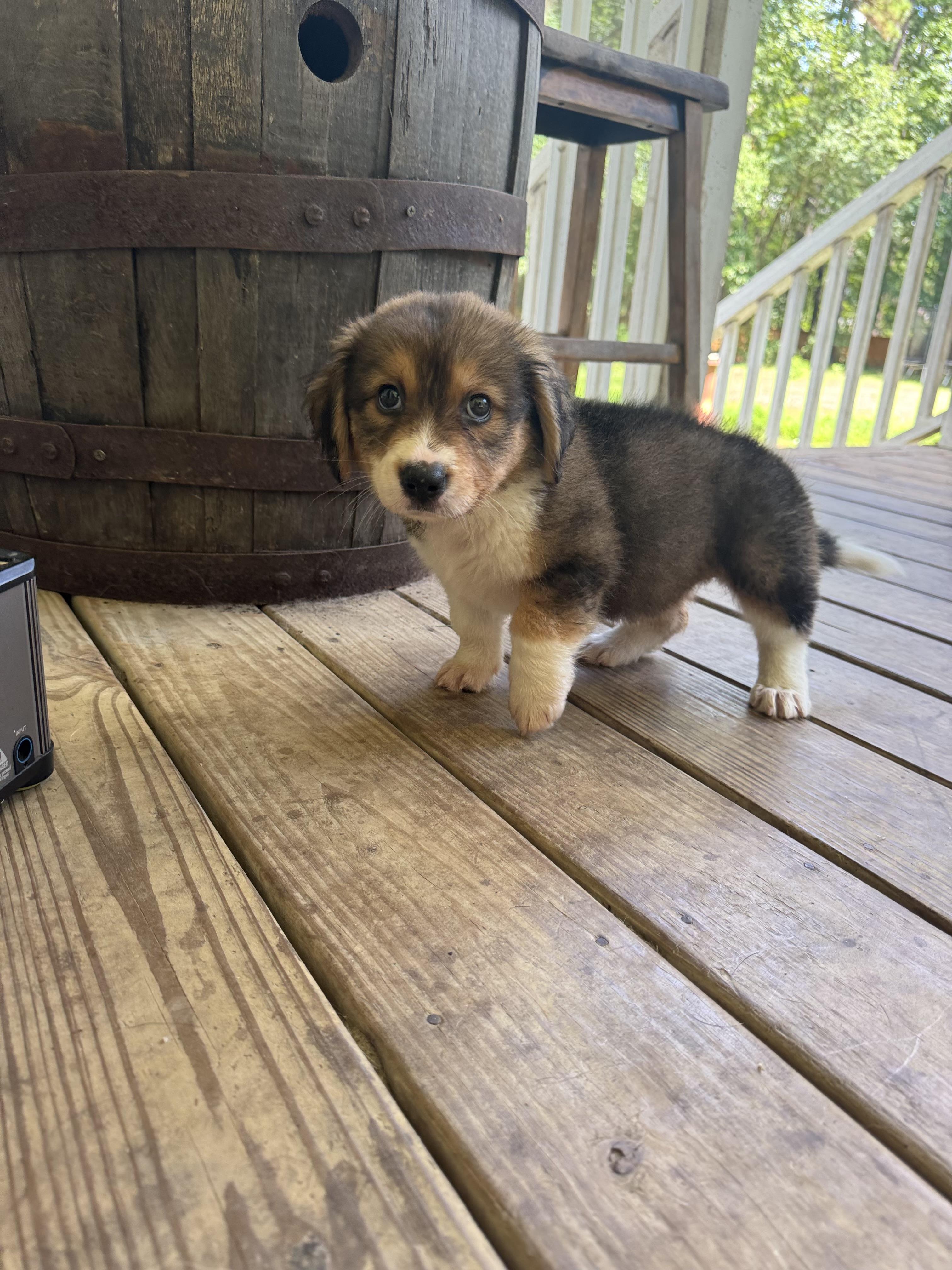 Liberty, an adopted mixed breed in Wando, SC image 6/6