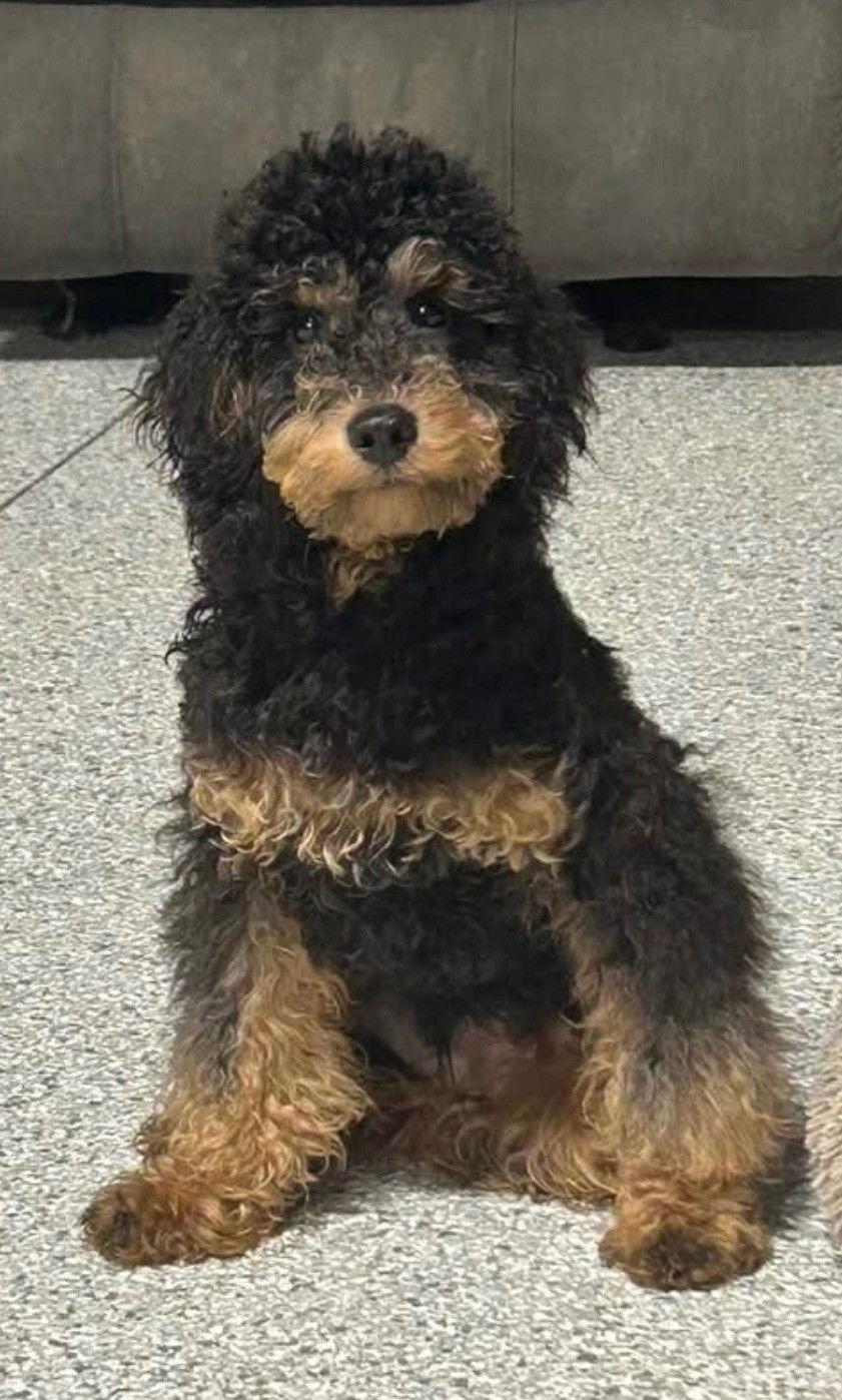 Brody, Adopted, Puppy Male Poodle.