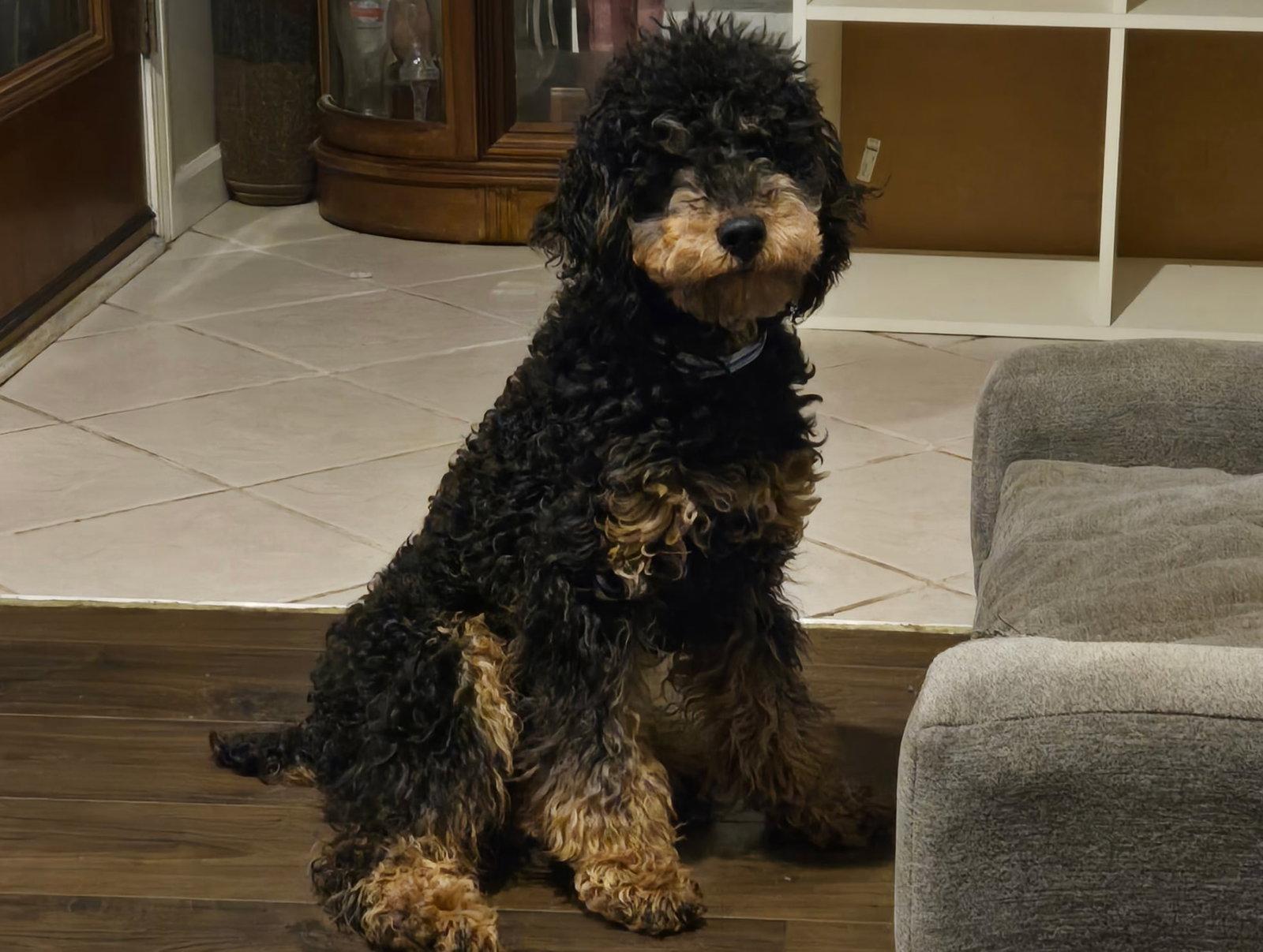 Enlarge Brody, a Adopted Poodle in Fort Wayne, IN image 2/3