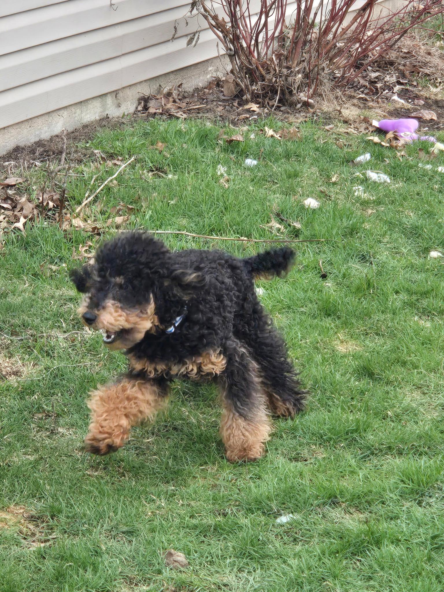 Enlarge Brody, a Adopted Poodle in Fort Wayne, IN image 3/3