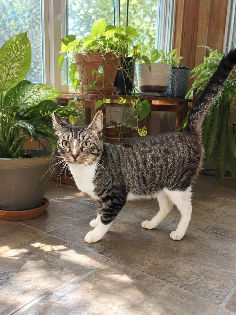 Gismo, Adoptable, Young Male Domestic Short Hair.