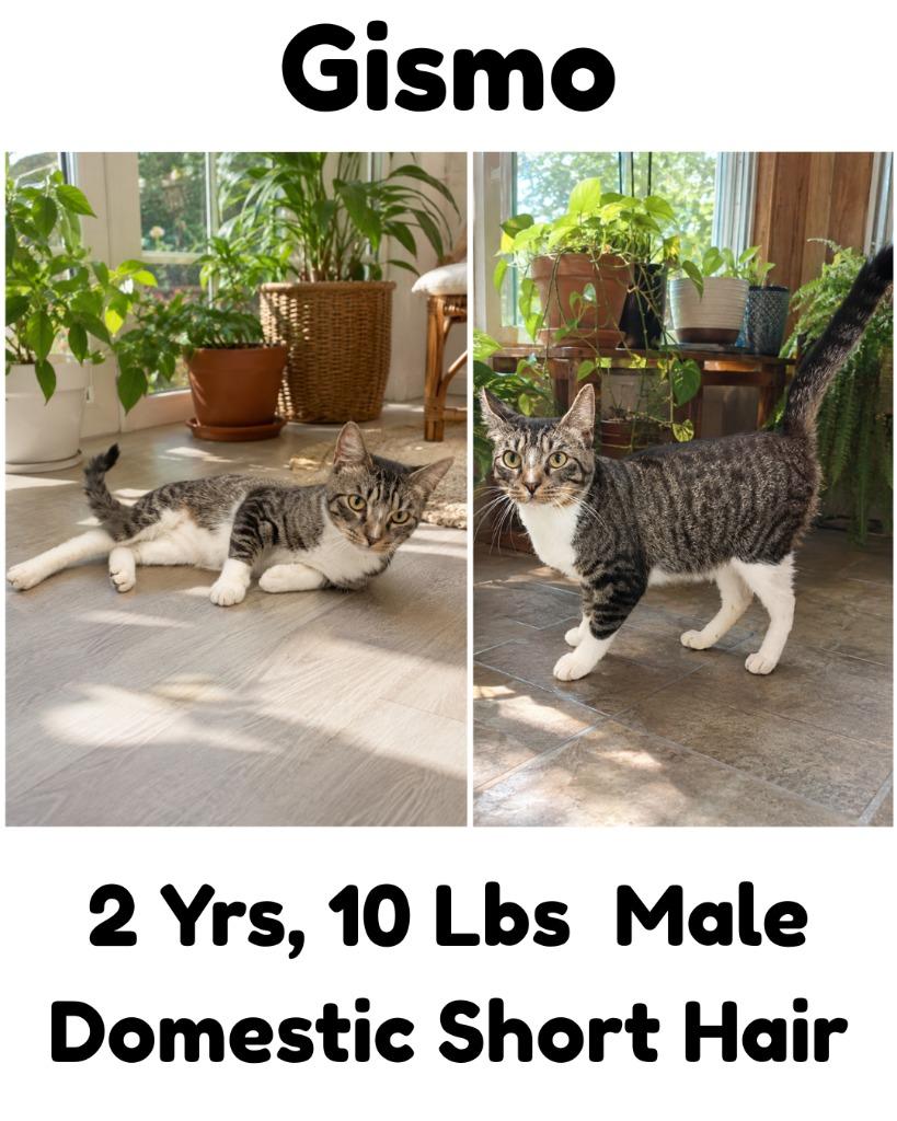 Enlarge Gismo, a Adoptable mixed breed in Albany, GA image 2/6