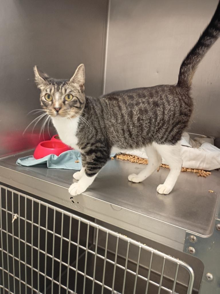 Enlarge Gismo, a Adoptable mixed breed in Albany, GA image 5/6
