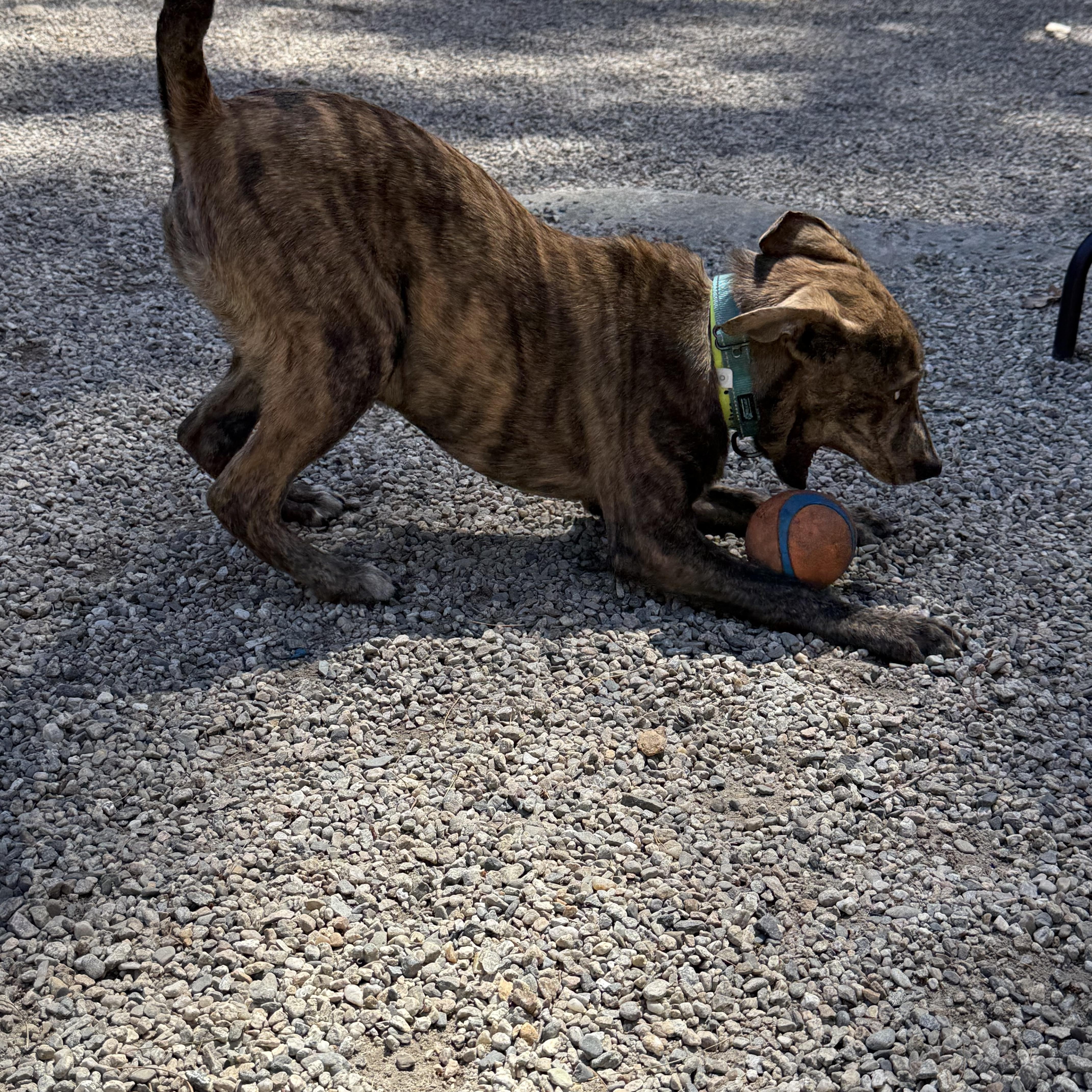Enlarge Drake, a ADOPTABLE mixed breed in Douglas, MA image 6/6