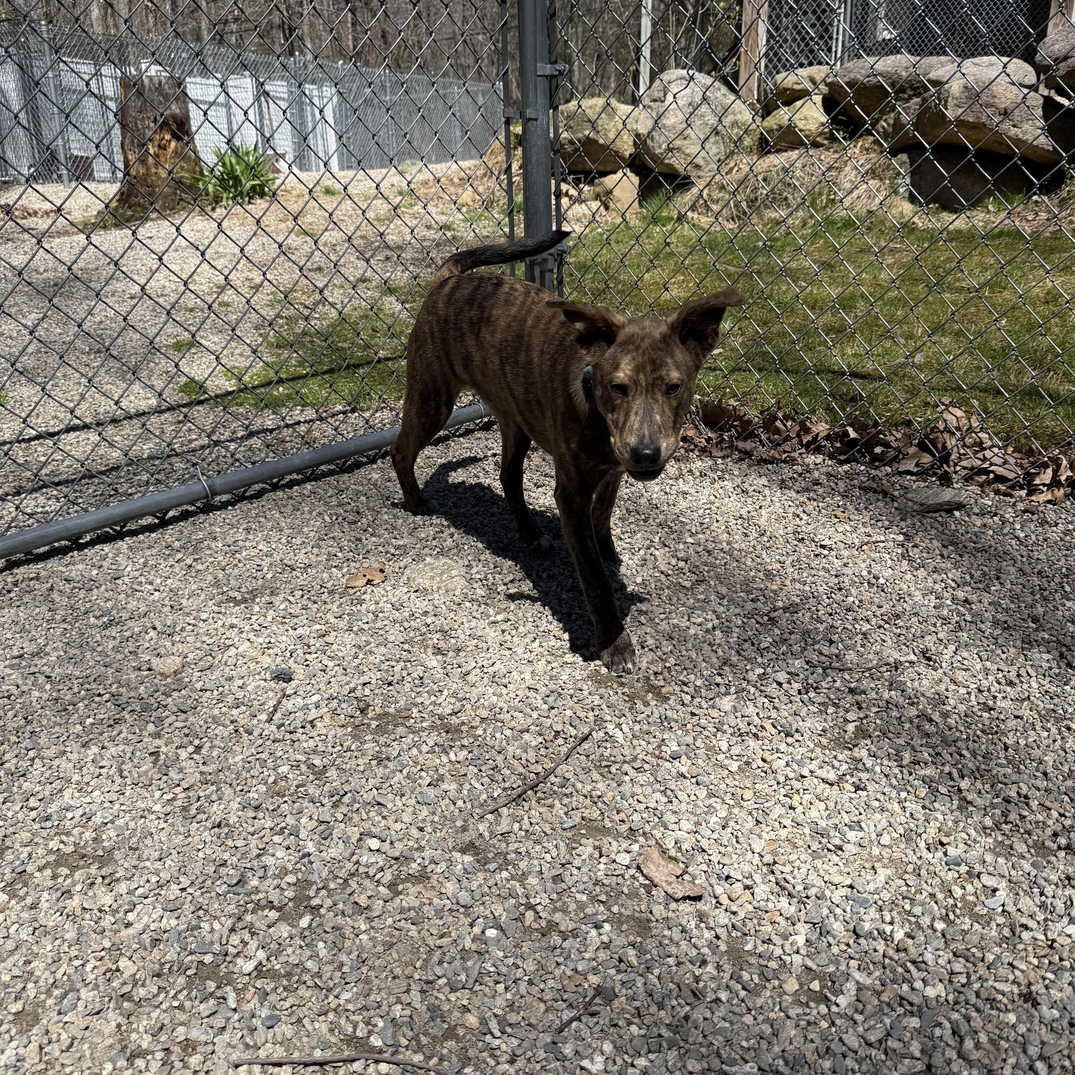 Enlarge Drake, a ADOPTABLE mixed breed in Douglas, MA image 3/6