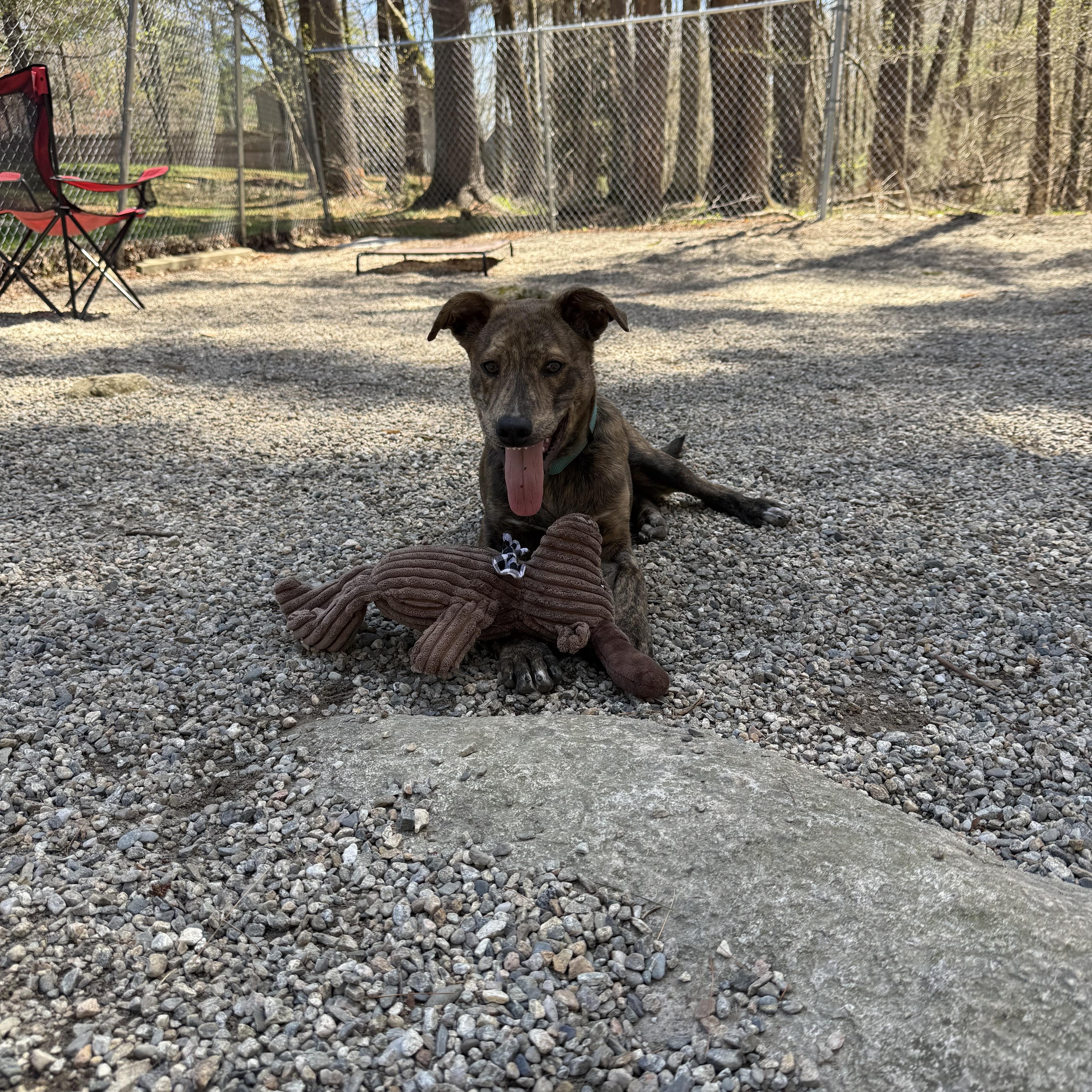 Enlarge Drake, a ADOPTABLE mixed breed in Douglas, MA image 2/6