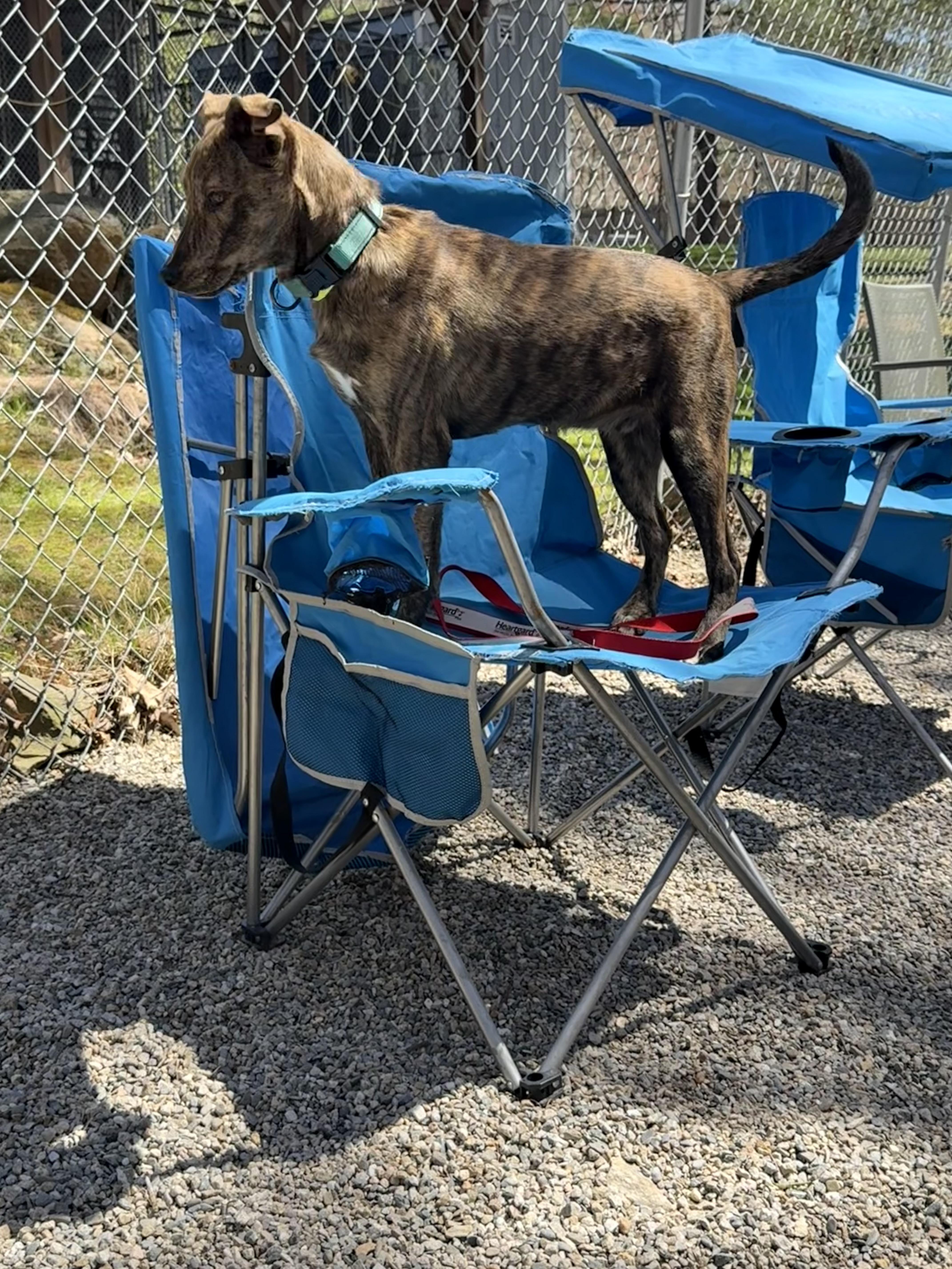 Drake, ADOPTABLE, Puppy Male Shepherd.