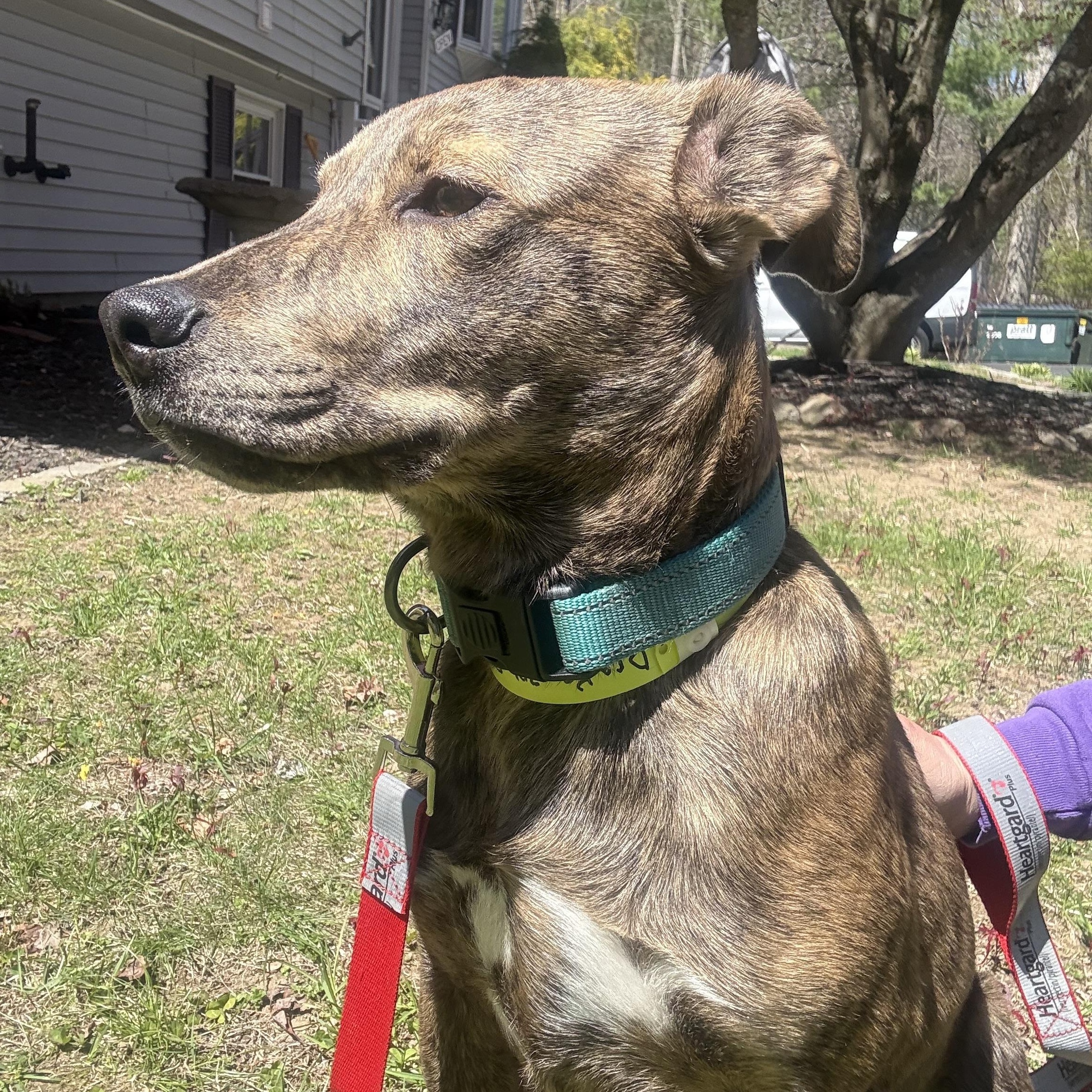 Enlarge Drake, a ADOPTABLE mixed breed in Douglas, MA image 5/6