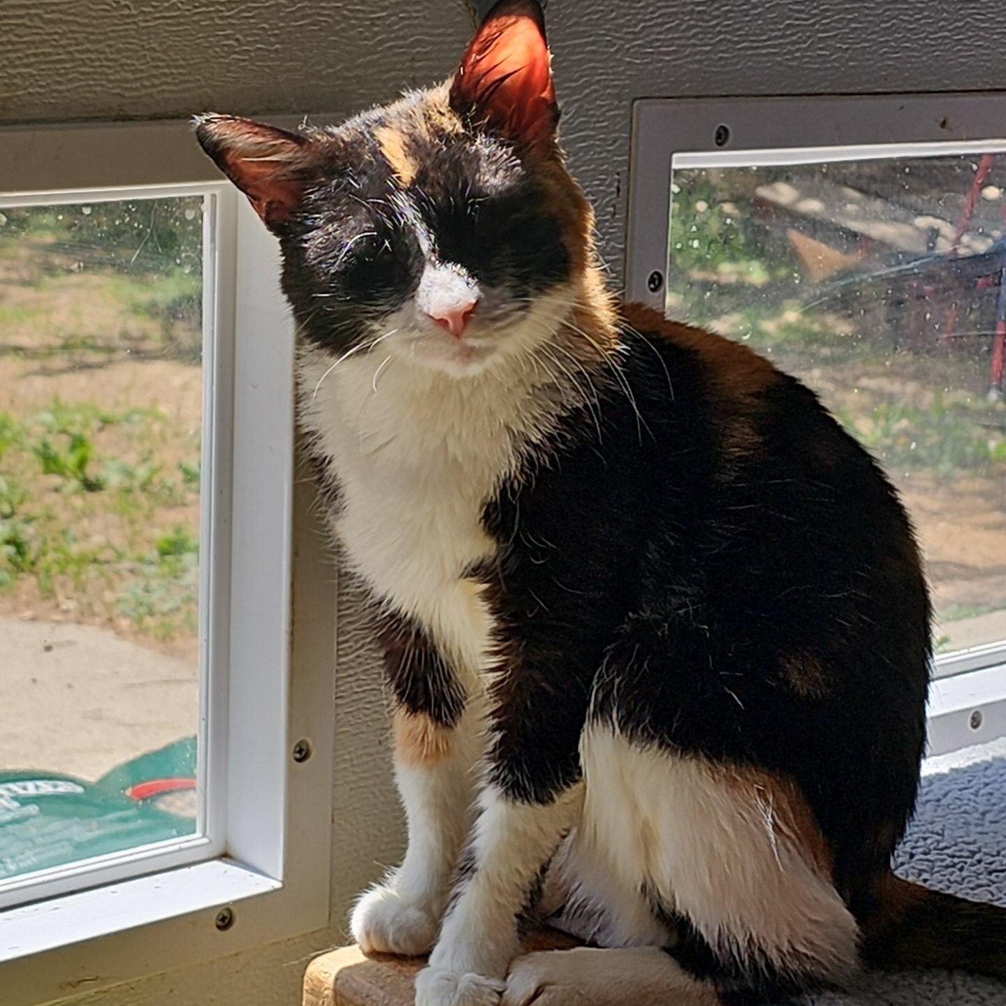 Mirabel, a ADOPTABLE Domestic Short Hair in Pardeeville, WI image 2/6