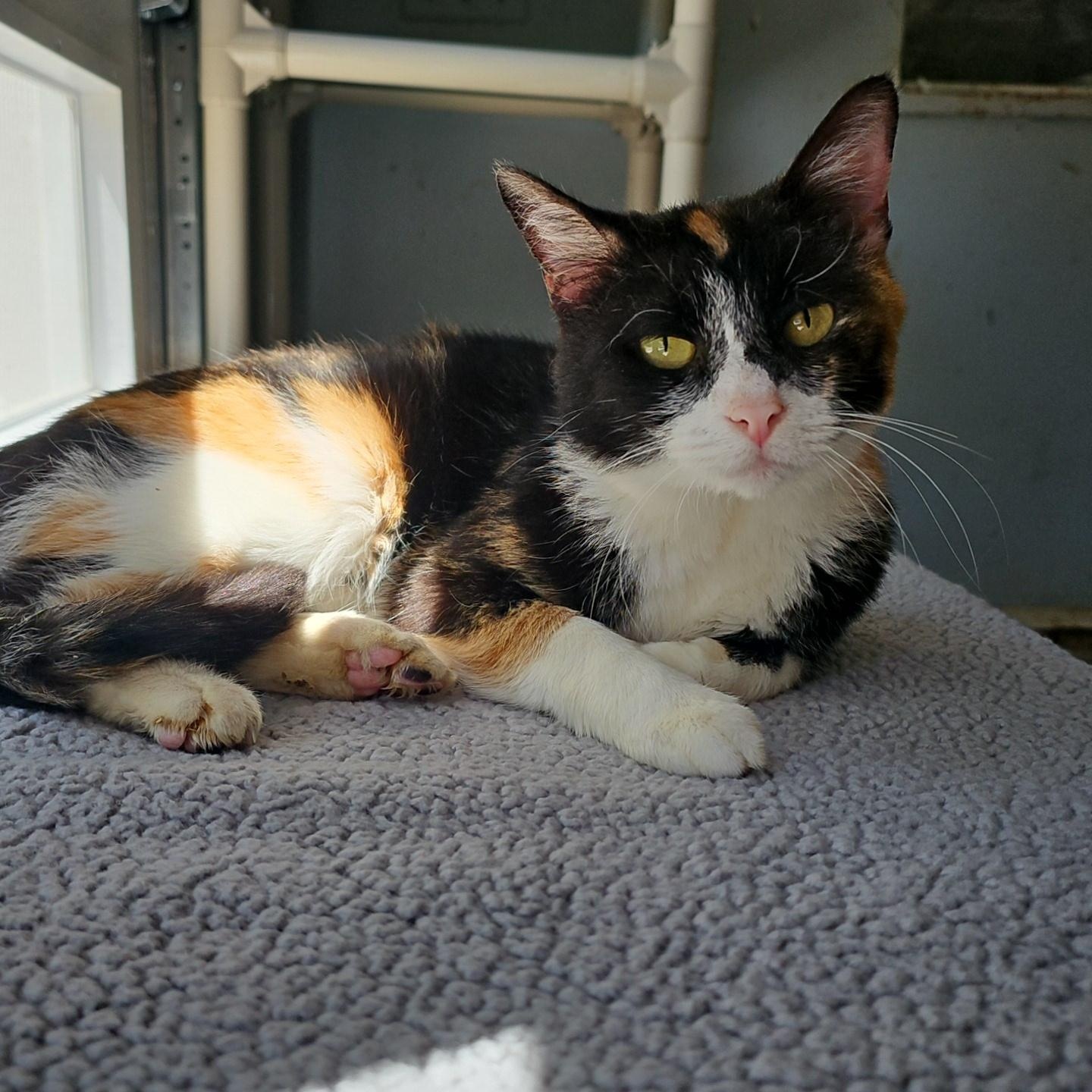 Mirabel, a ADOPTABLE Domestic Short Hair in Pardeeville, WI image 5/6