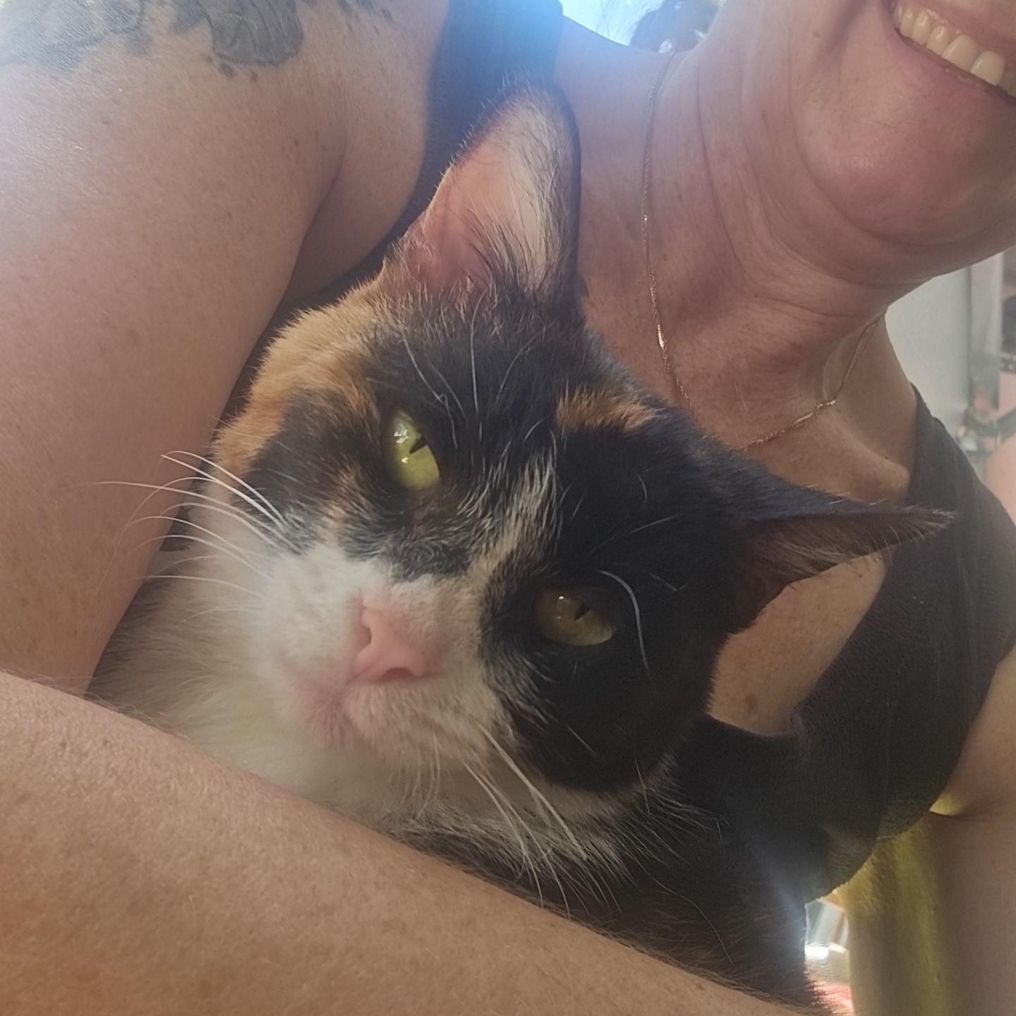 Mirabel, a ADOPTABLE Domestic Short Hair in Pardeeville, WI image 6/6