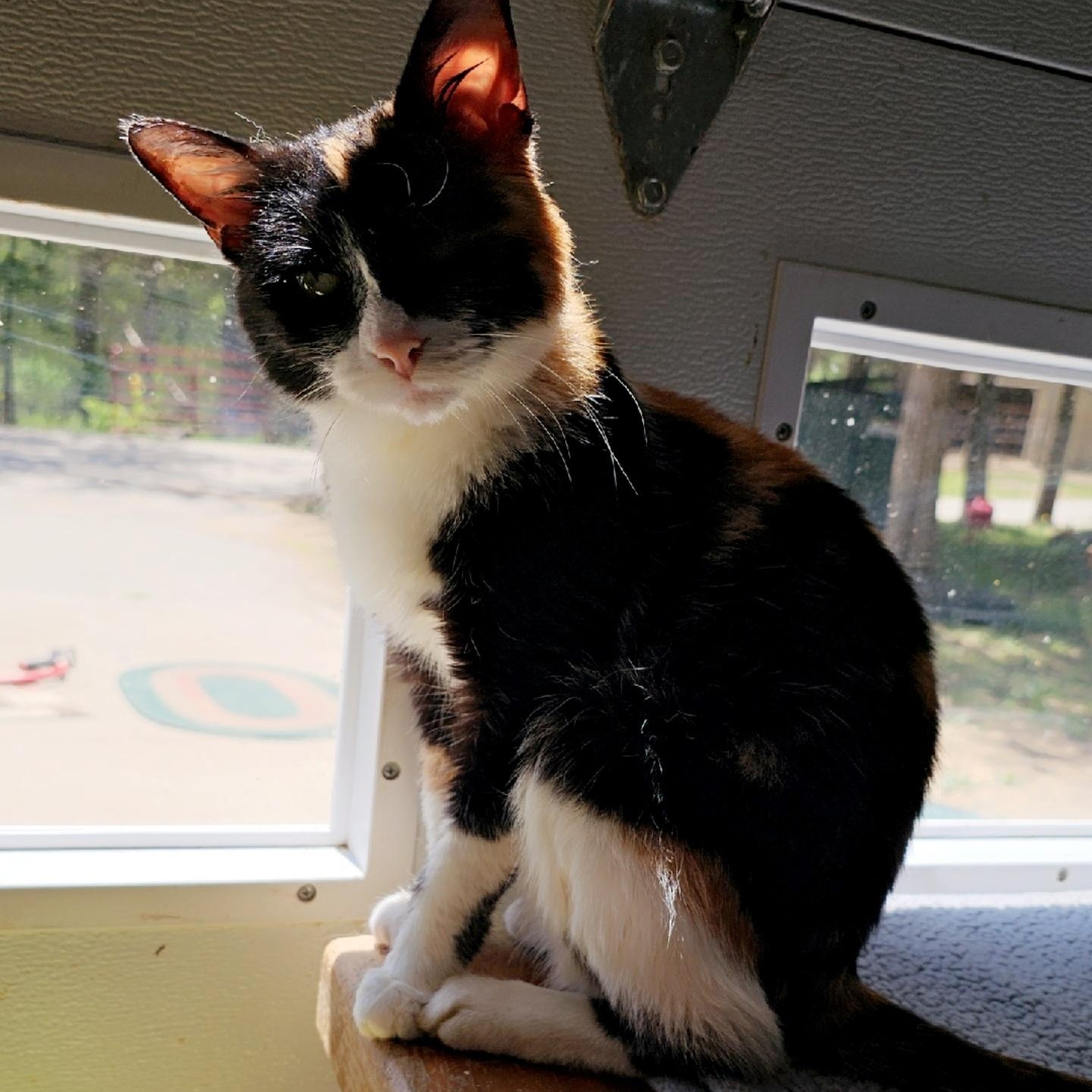 Mirabel, a ADOPTABLE Domestic Short Hair in Pardeeville, WI image 1/6