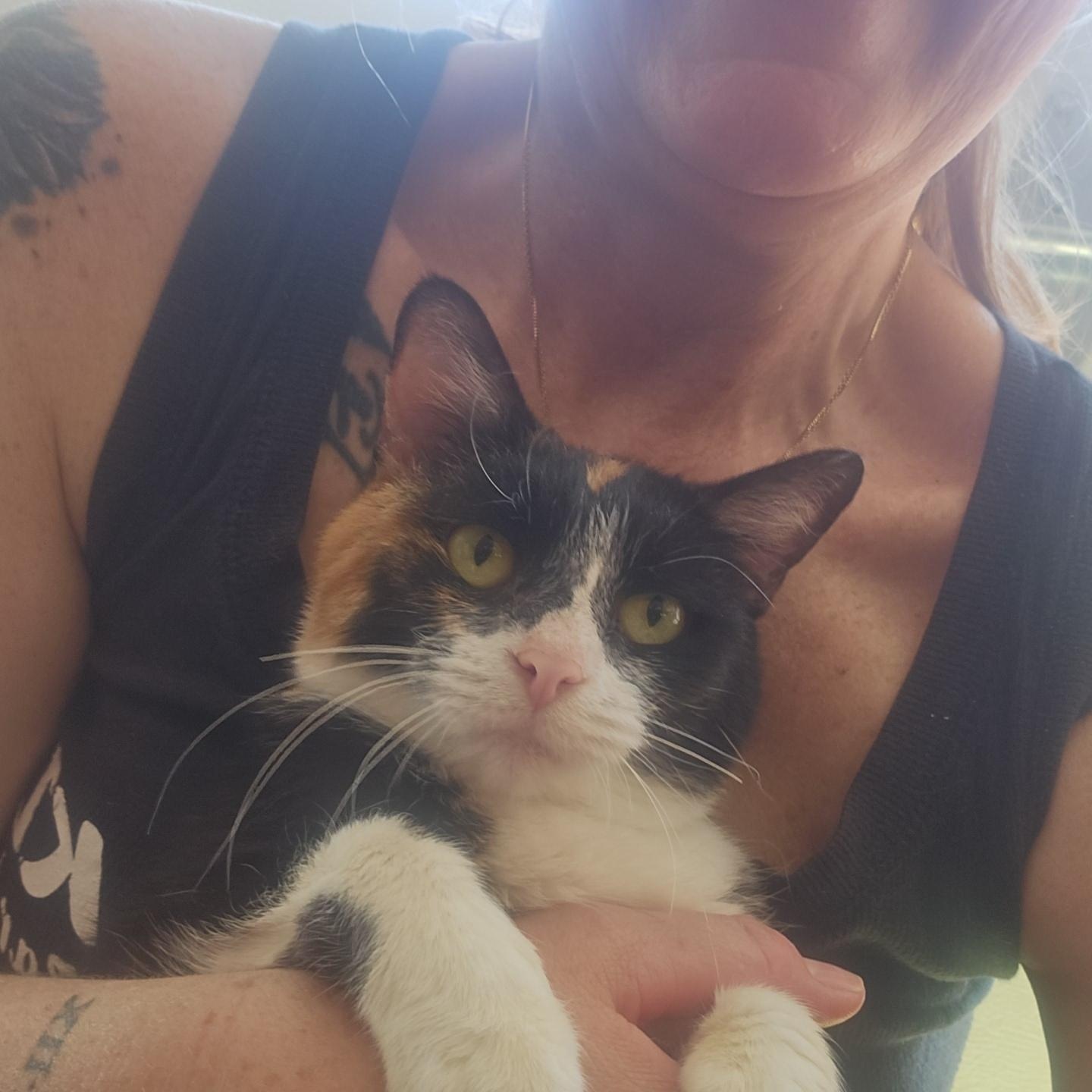 Mirabel, a ADOPTABLE Domestic Short Hair in Pardeeville, WI image 4/6