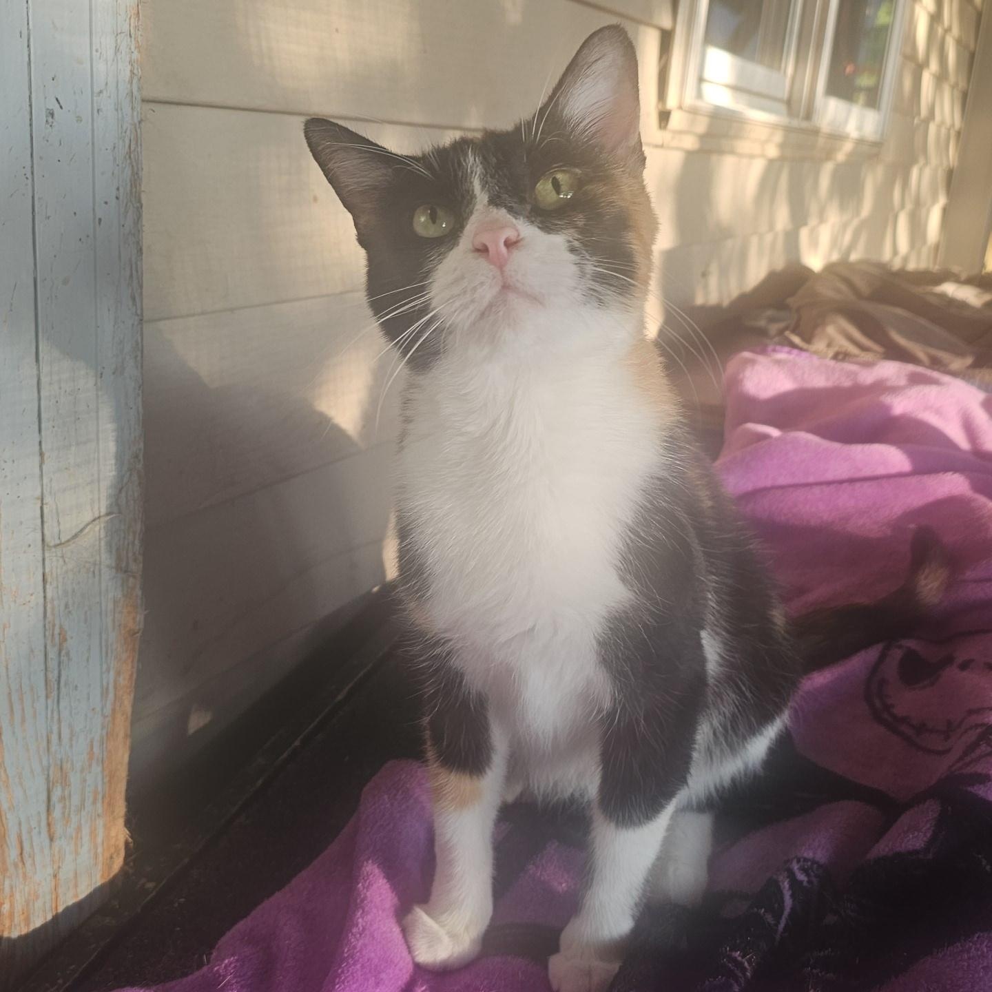 Mirabel, ADOPTABLE, Adult Female Domestic Short Hair.