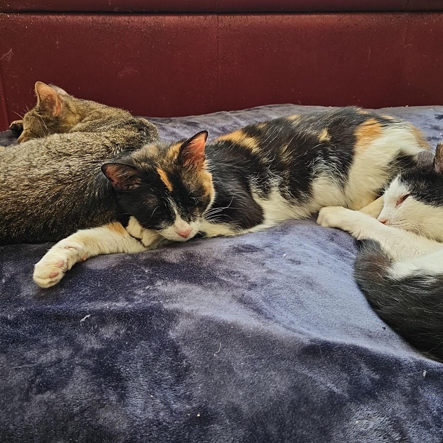 Mirabel, a ADOPTABLE Domestic Short Hair in Pardeeville, WI image 3/6