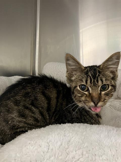 LEO, Adoptable, Young Male Domestic Short Hair.