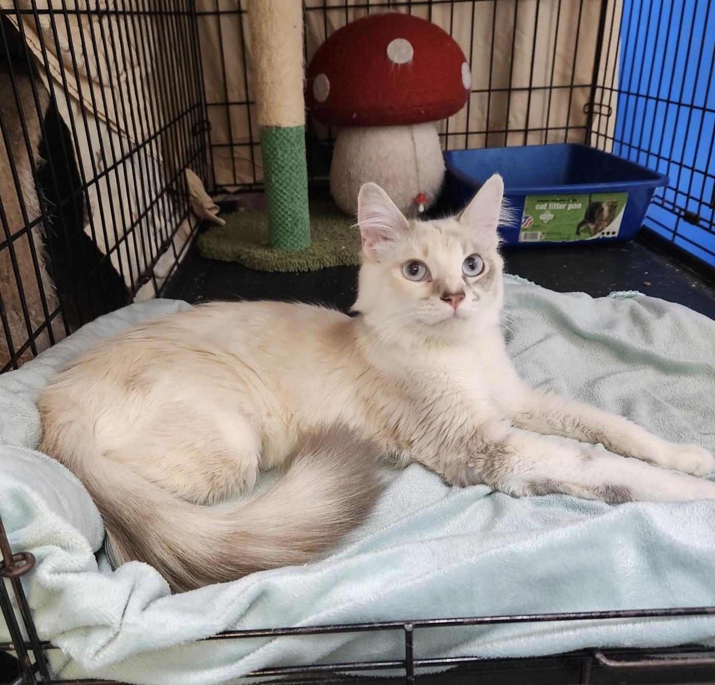 Enlarge Isis (extremely affectionate), an adopted mixed breed in Los Angeles, CA image 4/4