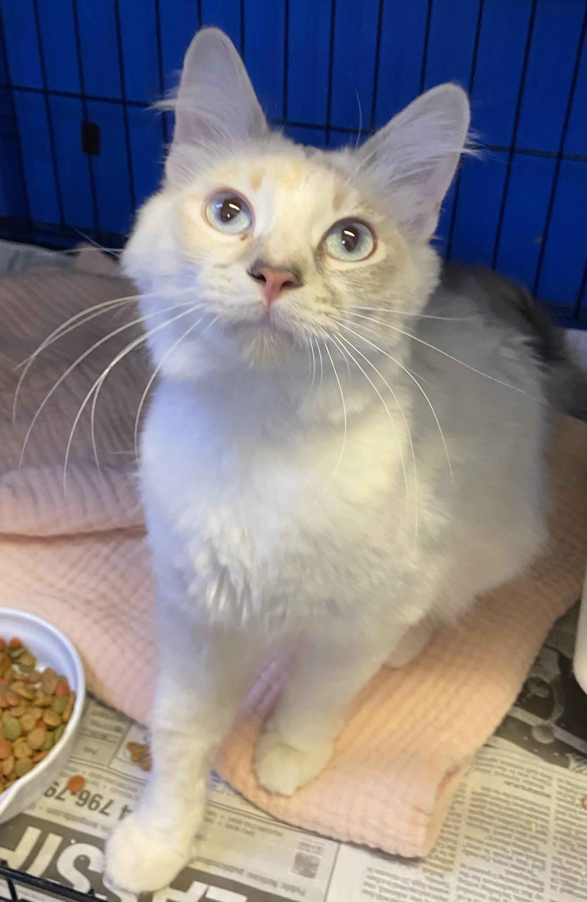 Enlarge Isis (extremely affectionate), an adopted mixed breed in Los Angeles, CA image 2/4