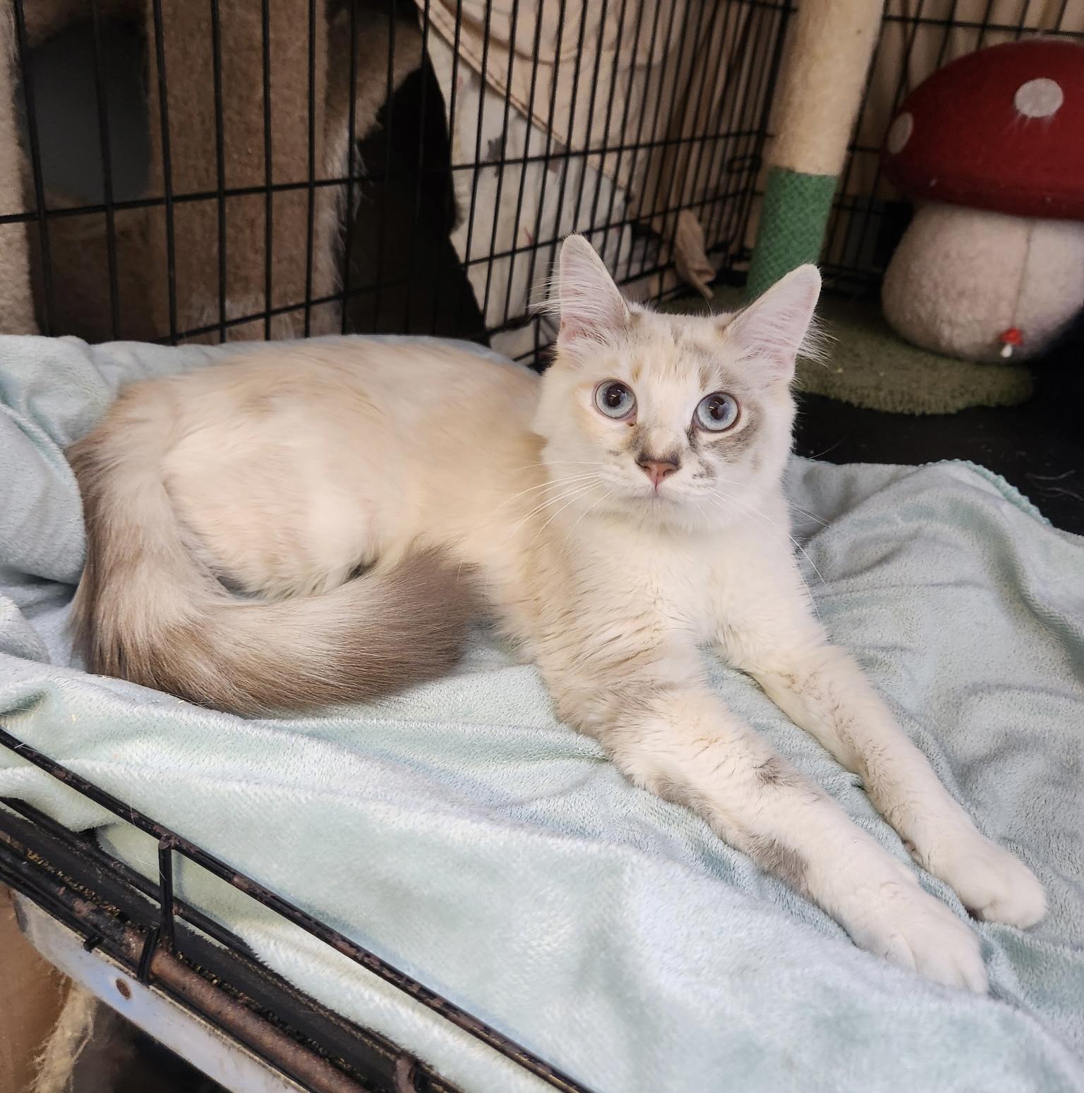 Isis (extremely affectionate), adopted, Young Female Ragdoll.
