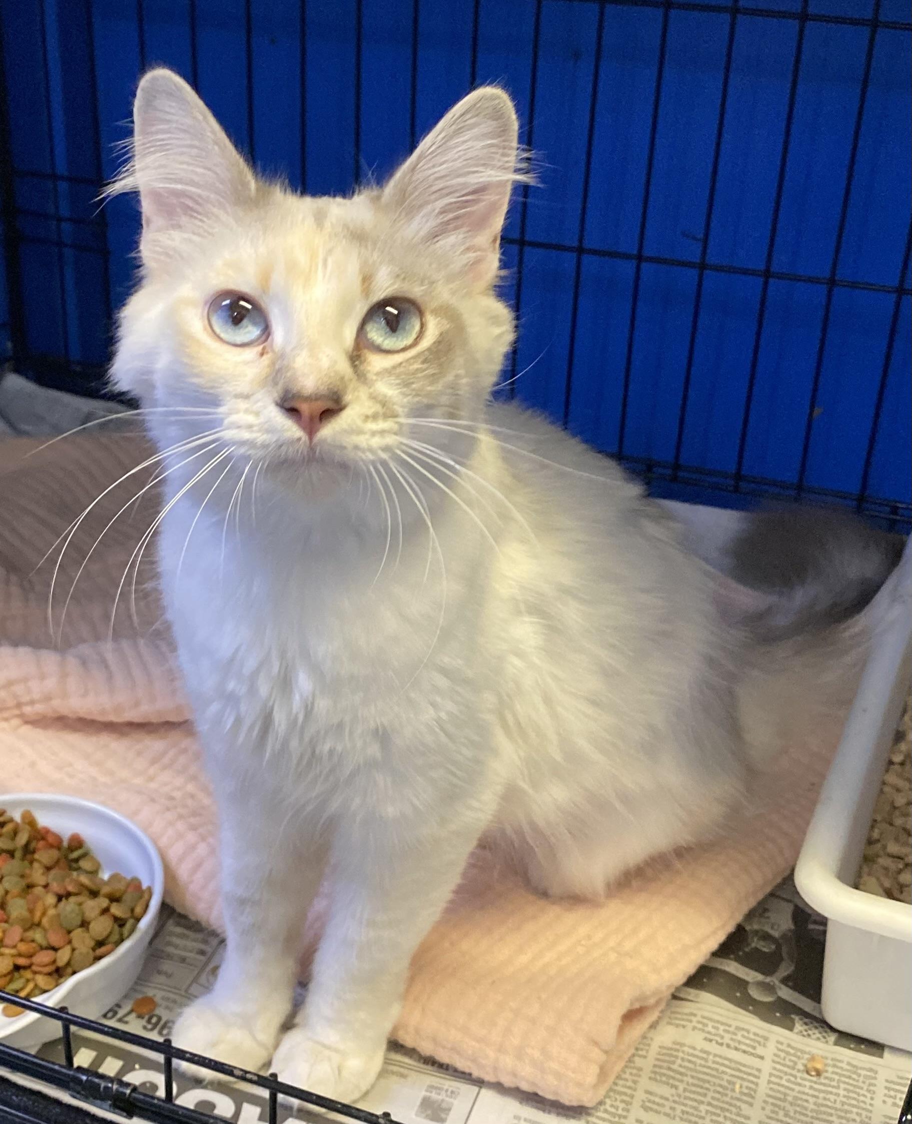 Enlarge Isis (extremely affectionate), an adopted mixed breed in Los Angeles, CA image 3/4