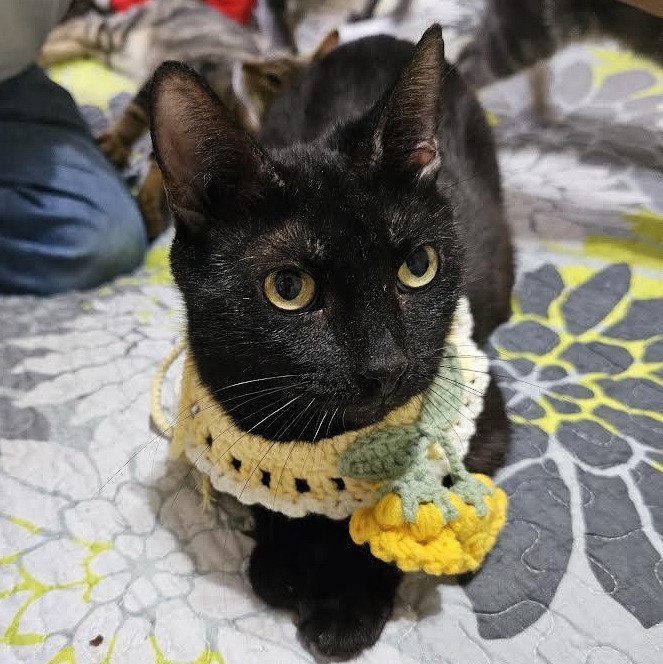 China, a Adoptable Bombay in Boston, MA image 1/6