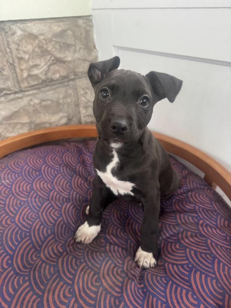 Cherry, Adoptable, Puppy Female Shepherd & American Bully.