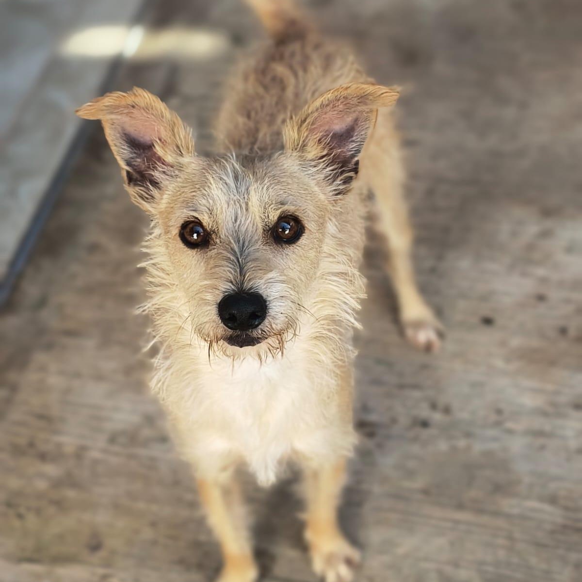 Enlarge Odie, a Adoptable mixed breed in Sherwood, OR image 1/1