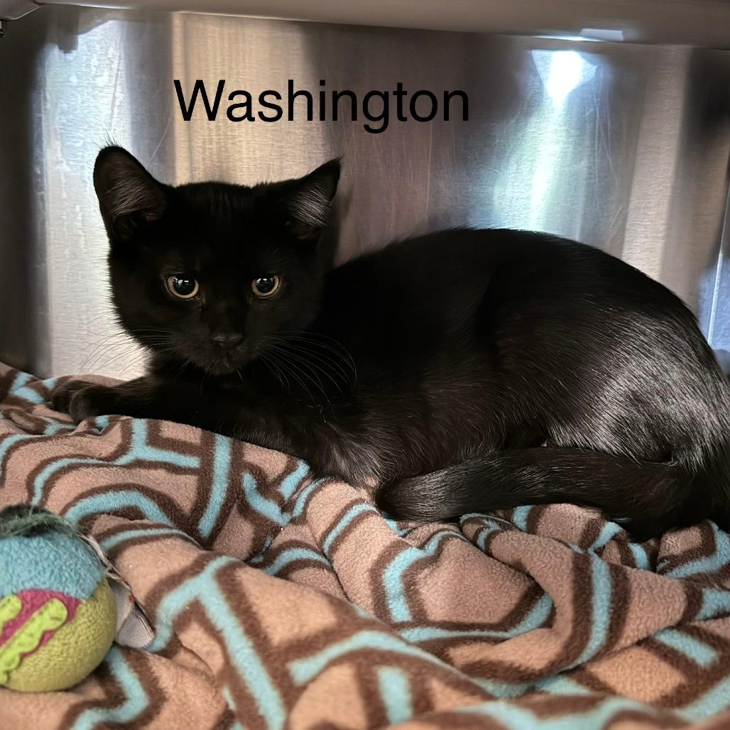 Washington, Adoptable, Kitten Male Domestic Short Hair.
