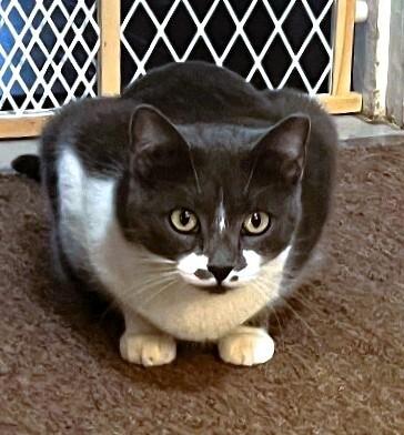 Spring, Adoptable, Young Female Domestic Short Hair.