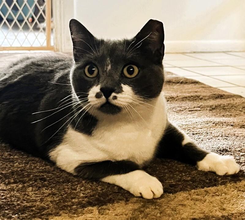 Enlarge Spring, a Adoptable mixed breed in Anthem, AZ image 2/6