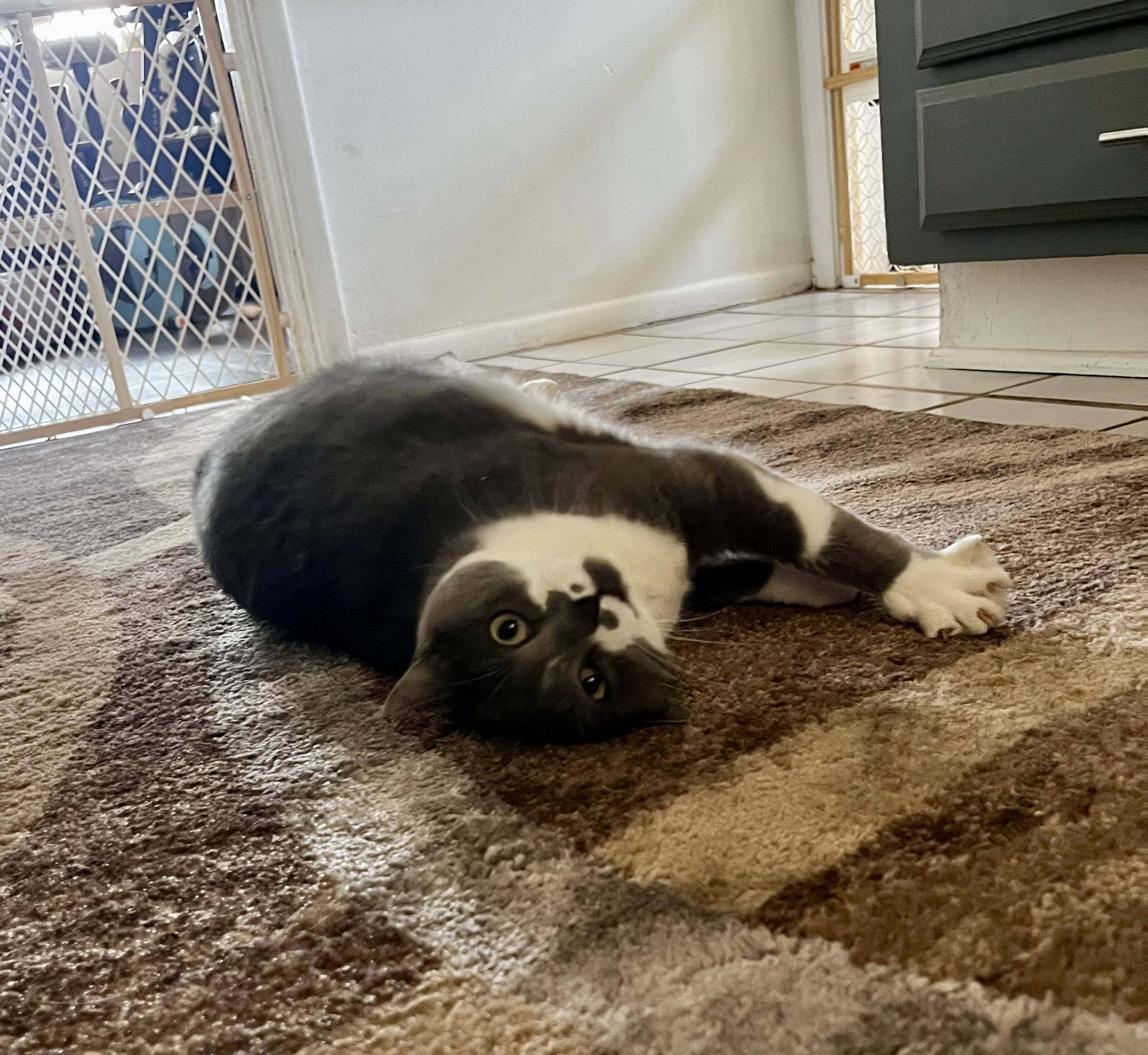 Enlarge Spring, a Adoptable mixed breed in Anthem, AZ image 3/6