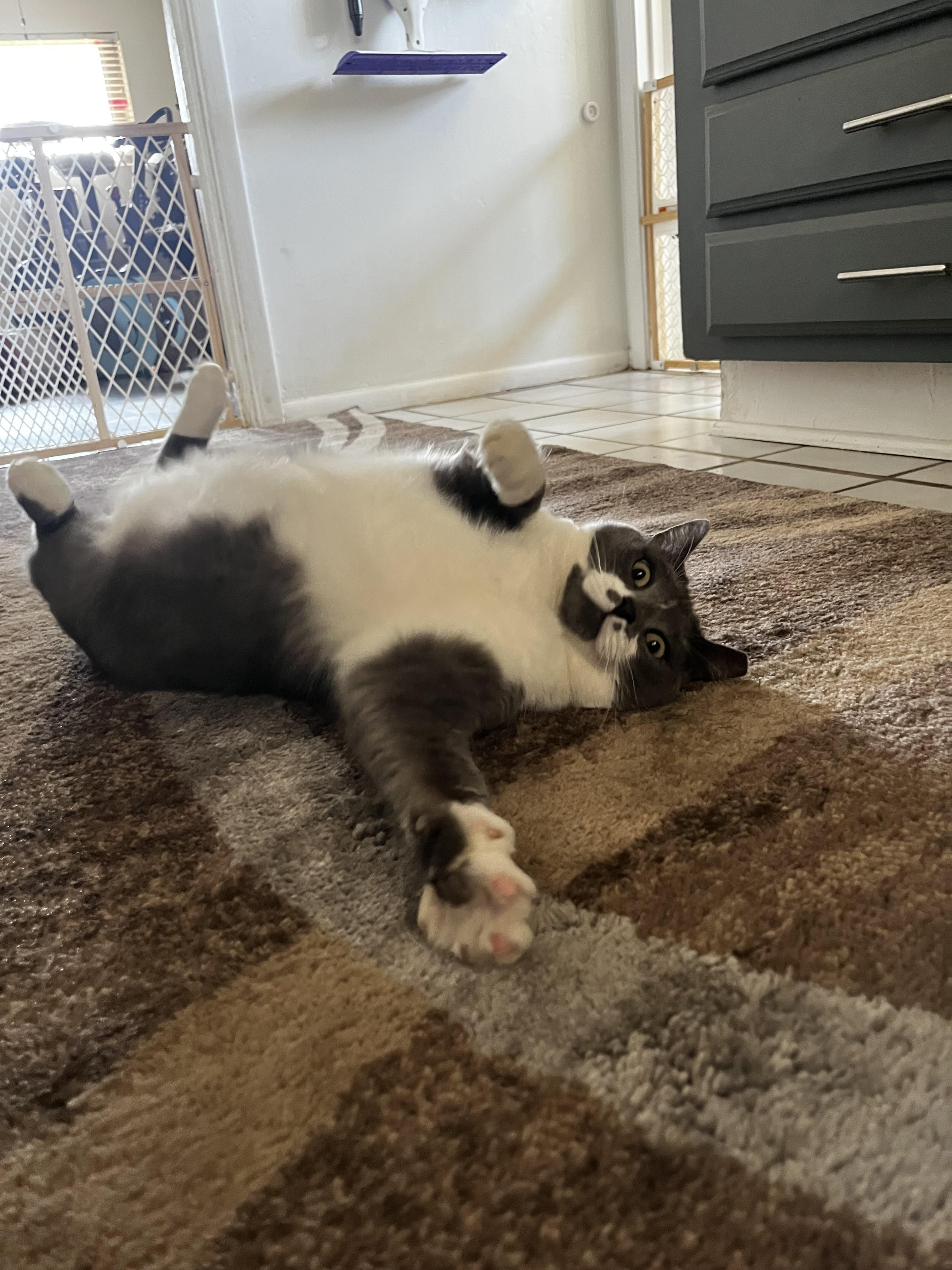 Enlarge Spring, a Adoptable mixed breed in Anthem, AZ image 4/6