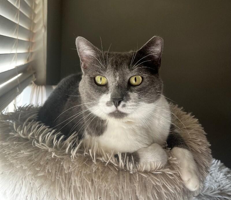 Enlarge Spring, a Adoptable mixed breed in Anthem, AZ image 5/6