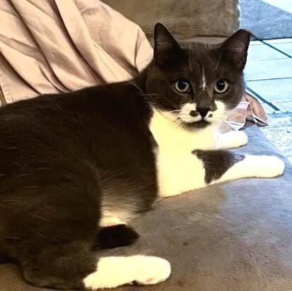 Enlarge Spring, a Adoptable mixed breed in Anthem, AZ image 6/6