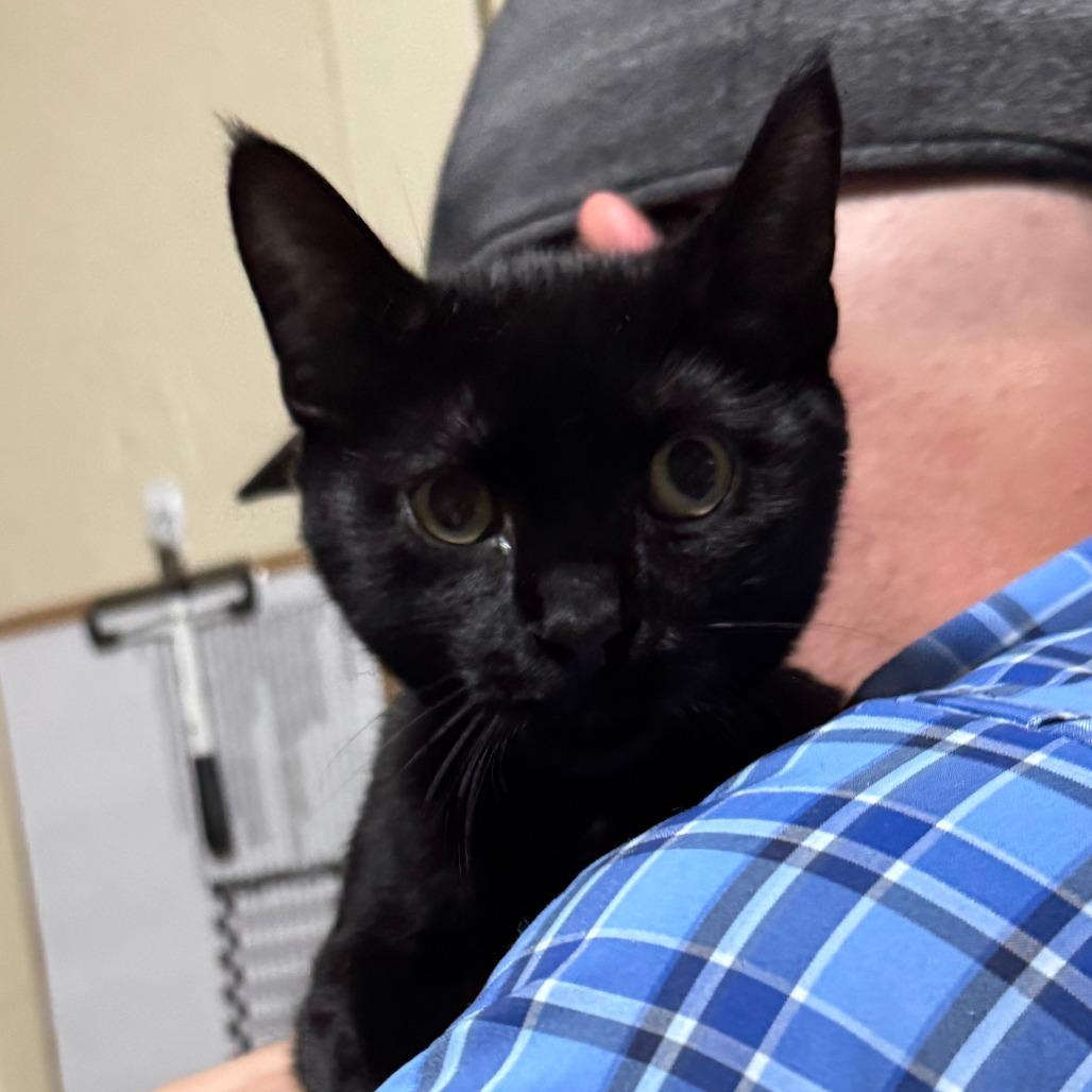 Enlarge Duke, a Adoptable Domestic Short Hair in Richland, MI image 1/2