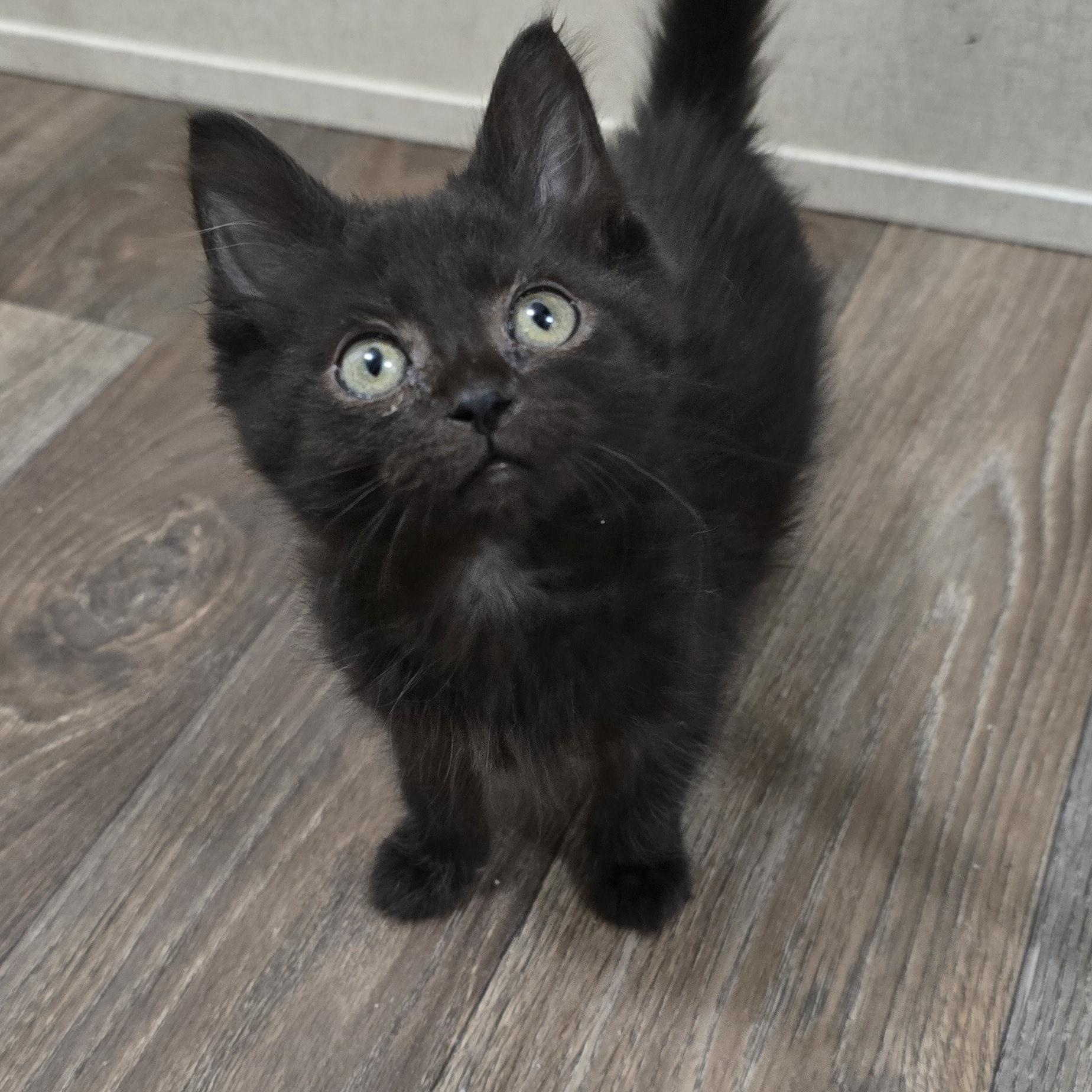 Acadia, ADOPTABLE, Kitten Female Domestic Medium Hair.