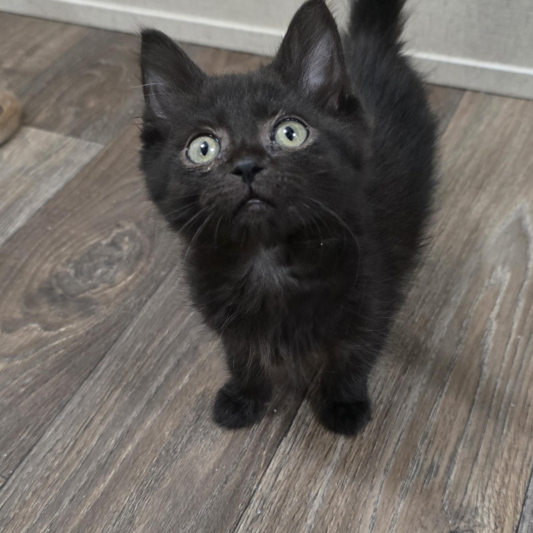 Enlarge Acadia, a ADOPTABLE mixed breed in Ripley, TN image 3/3