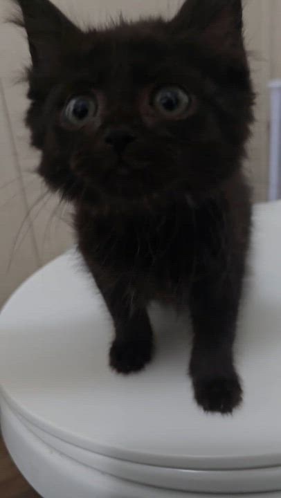 Enlarge Acadia, a ADOPTABLE mixed breed in Ripley, TN video 2/3