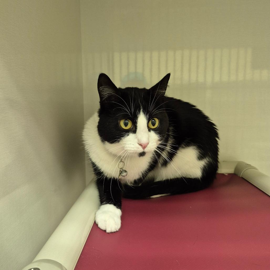 Enlarge Maisie, a Adoptable Domestic Short Hair in Drumheller, AB image 1/1